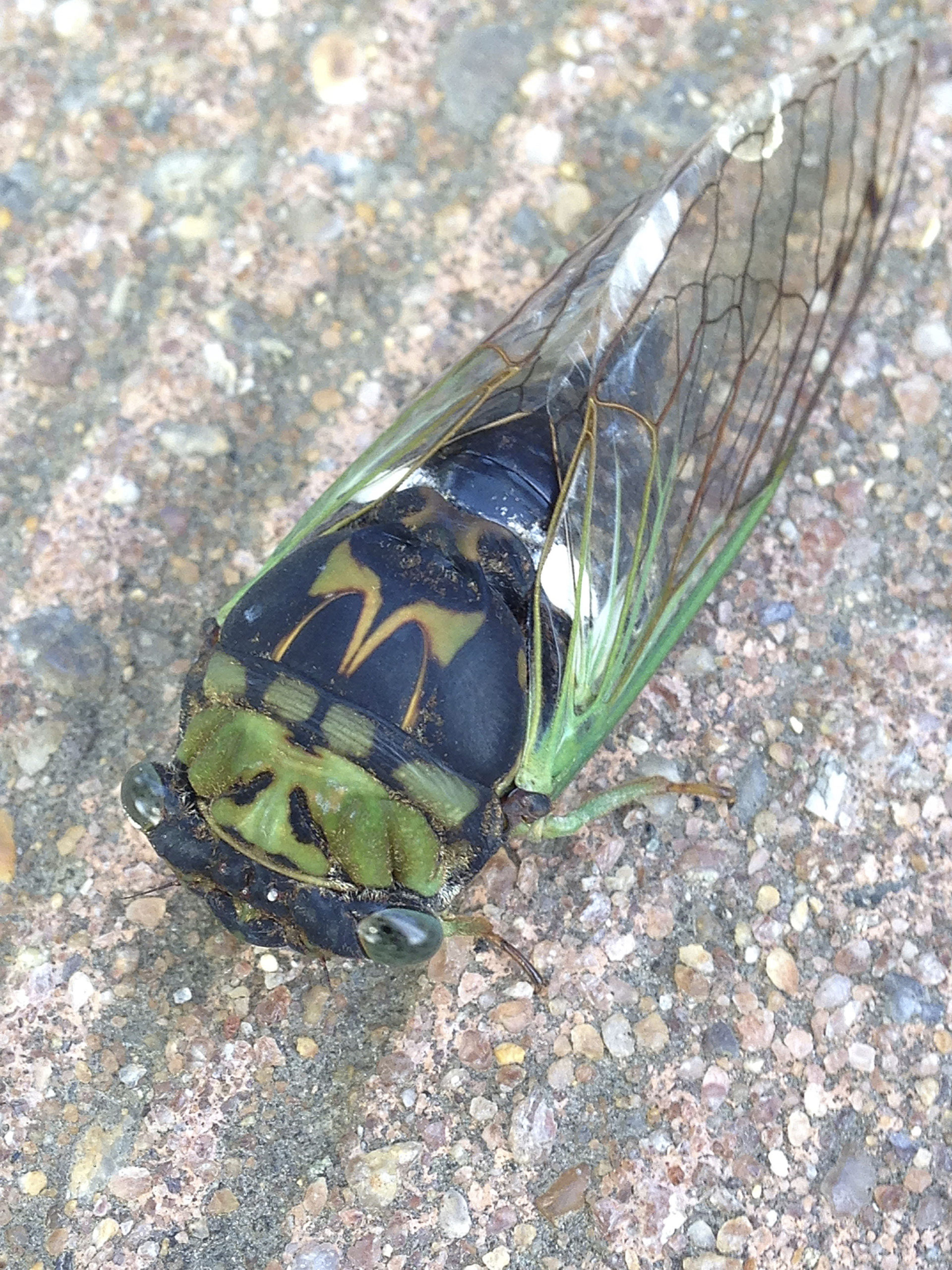 The cicada with blue-green wing veins is an annual or ‘dog-day’ cicada. These have a much shorter life cycle  and emerge later around mid-summer. Most people have heard the buzzing call of the males from high in the trees. They are here on Long Island every year.    DANA SHAW