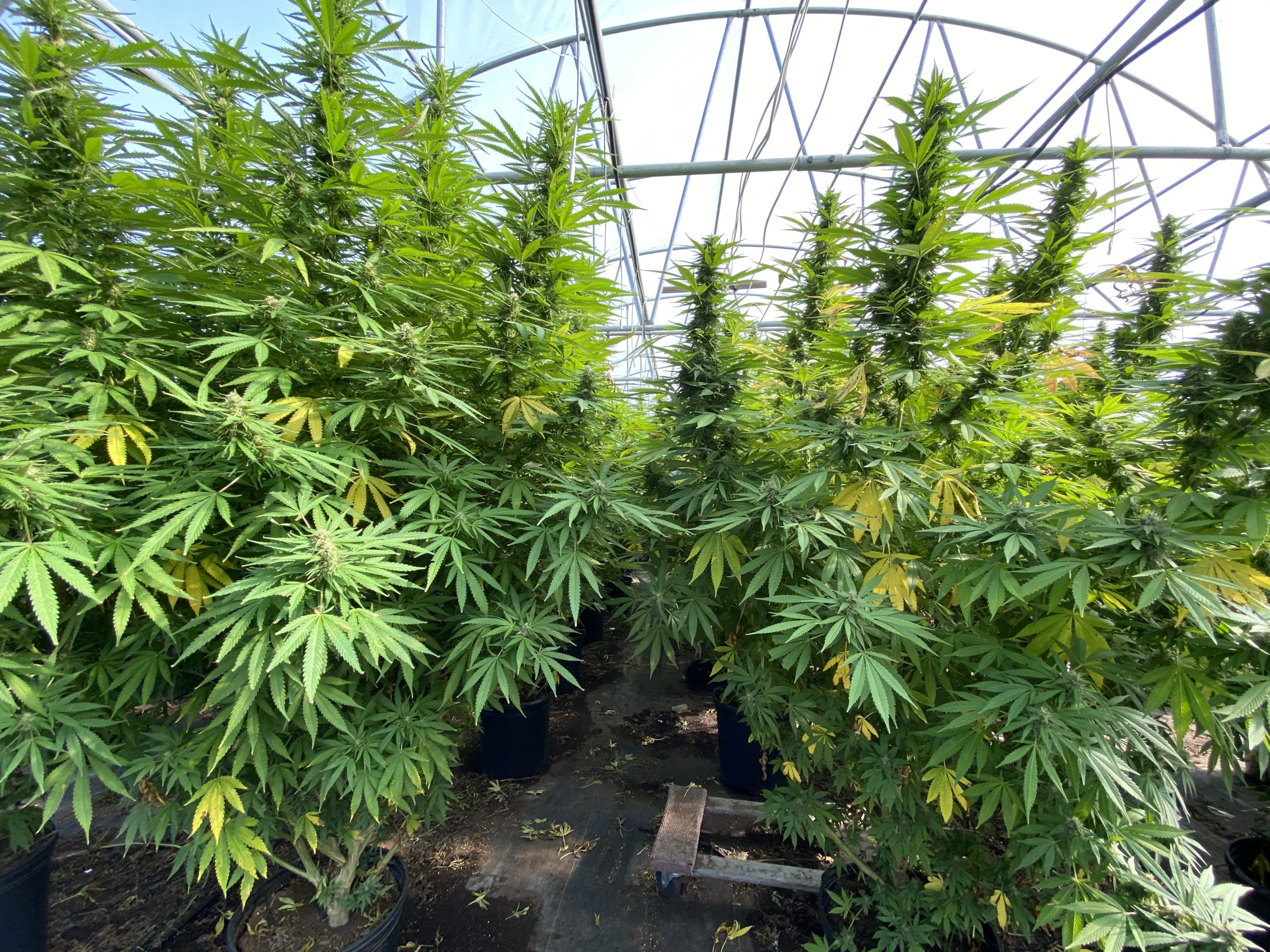 Will their village or town opt in? Local lawmakers weighed in on the legalization of adult-use marijuana.