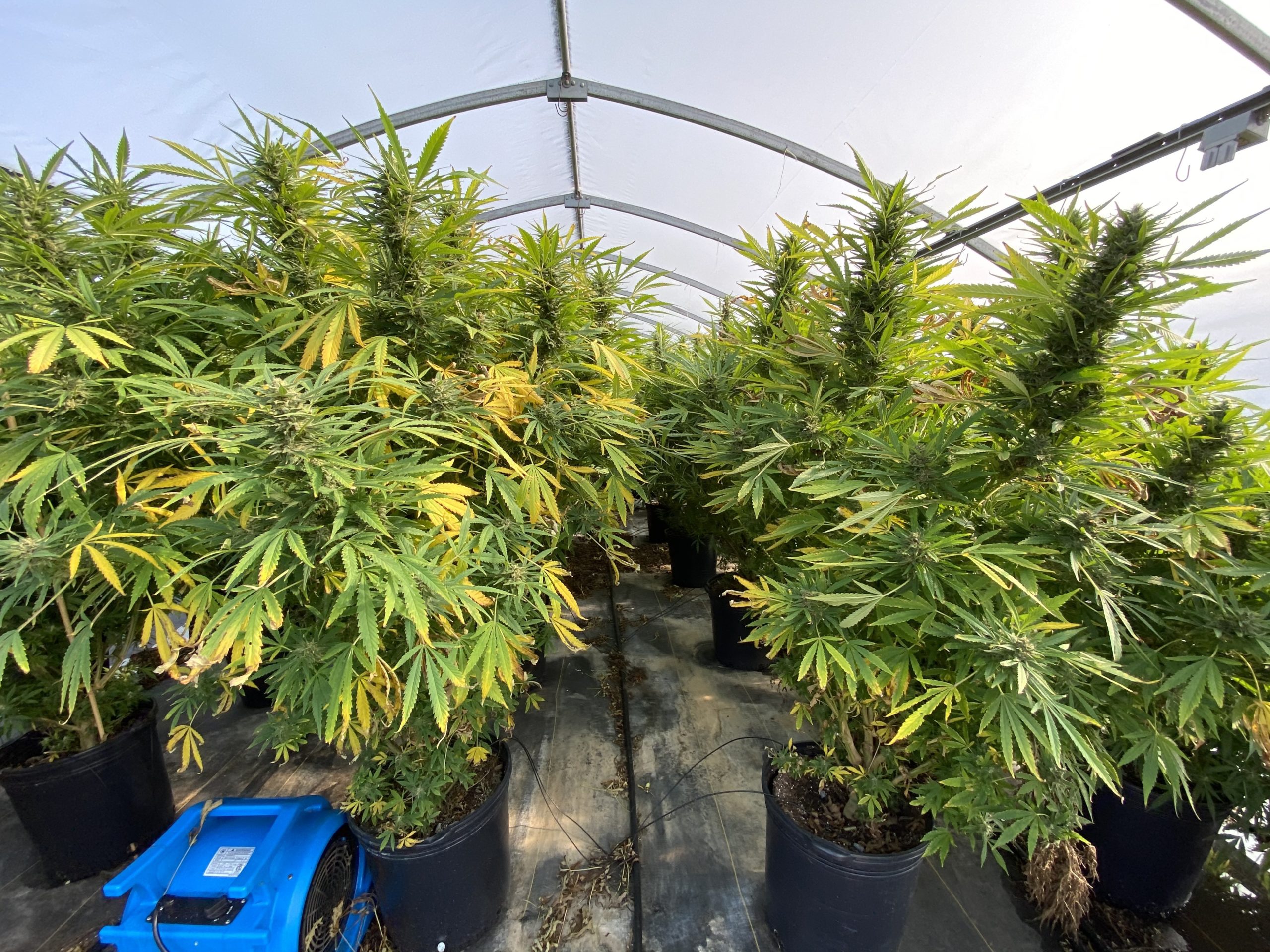 Local lawmakers weighed in on the legalization of adult-use marijuana.