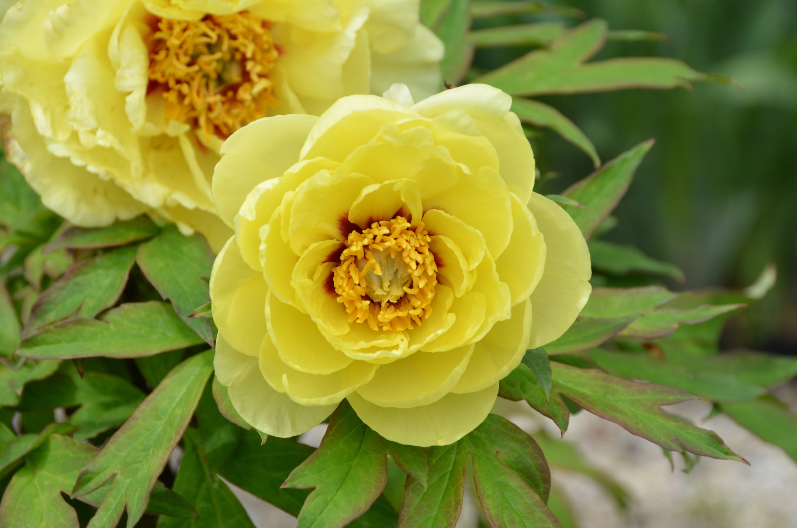 This yellow intersectional peony is Itoh Bartzella flowering in late May and about 36 inches tall.