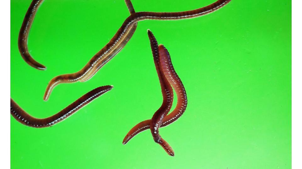 Earthworms from one of Lauren Ruiz's art installations.