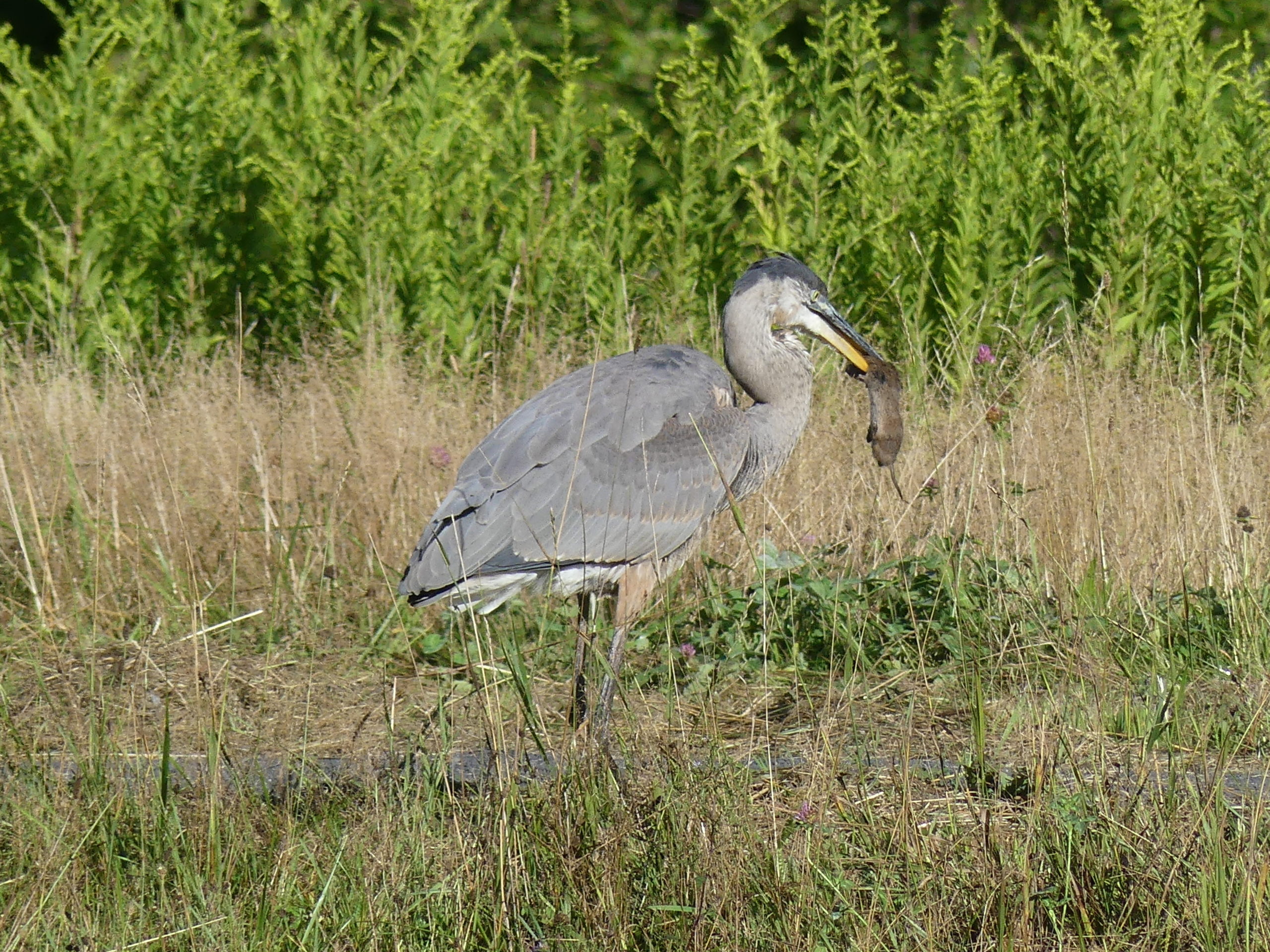 This great blue heron was patrolling a pond bank when it suddenly stopped, aimed at the ground and came up with a hamster-size vole. The vole went down in one gulp.