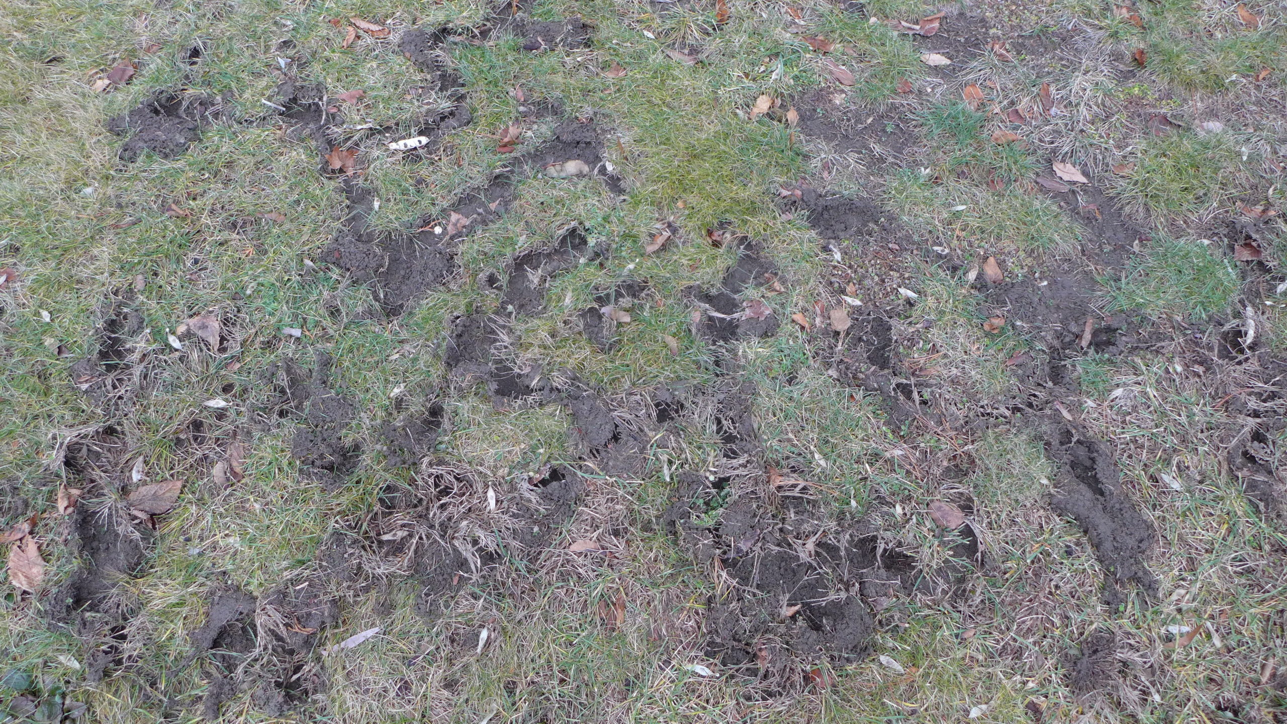 After heavy snows when the voles are left to forage for weeks, they leave behind trailways that can cover a hundred or more square feet. Notice that the trailways are not actually tunnels but made just at the soil surface.