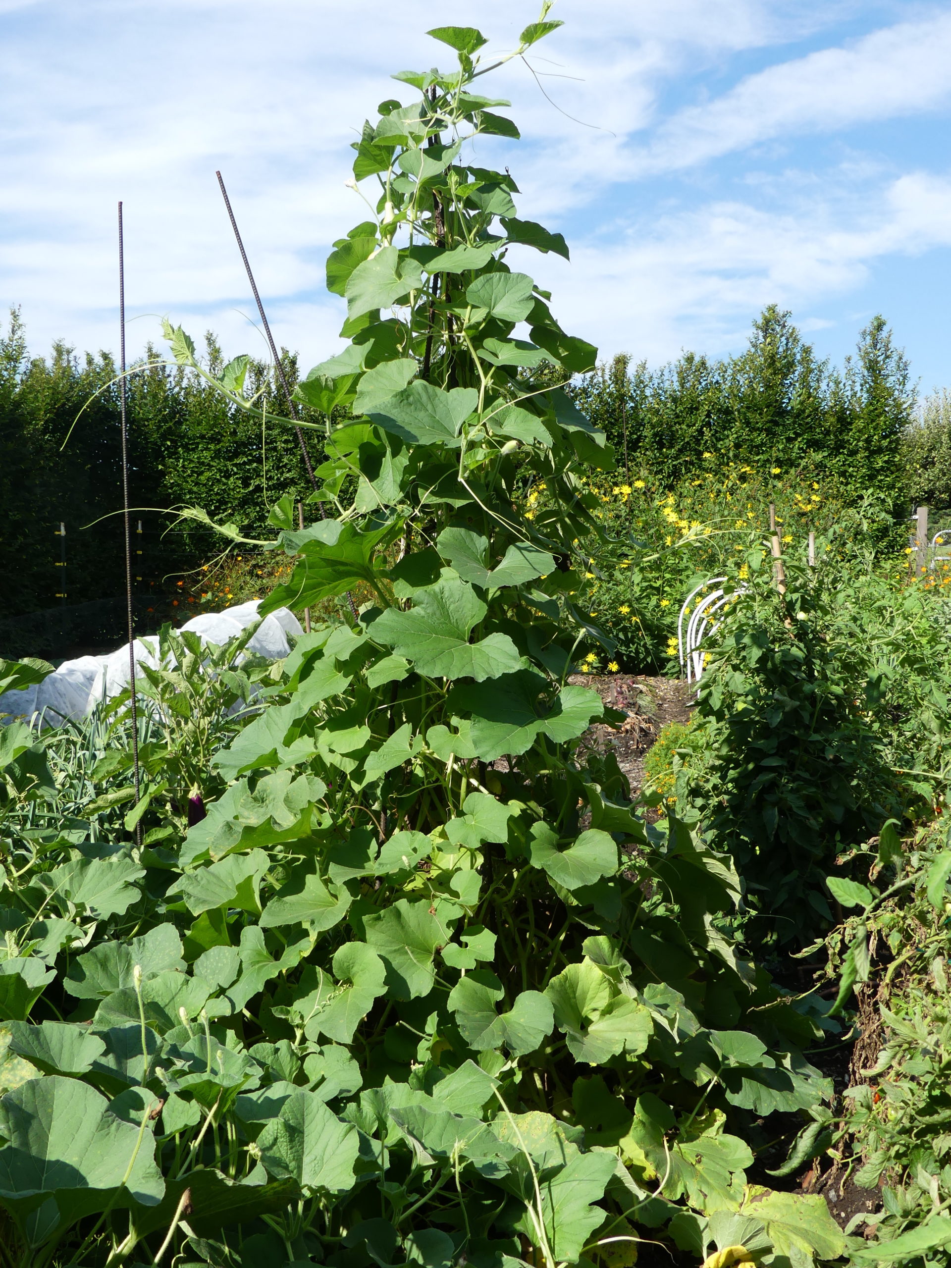 Pole beans are traditionally grown on stakes that form a cone or teepee.  These may have been the beans of Jack and the beanstalk.