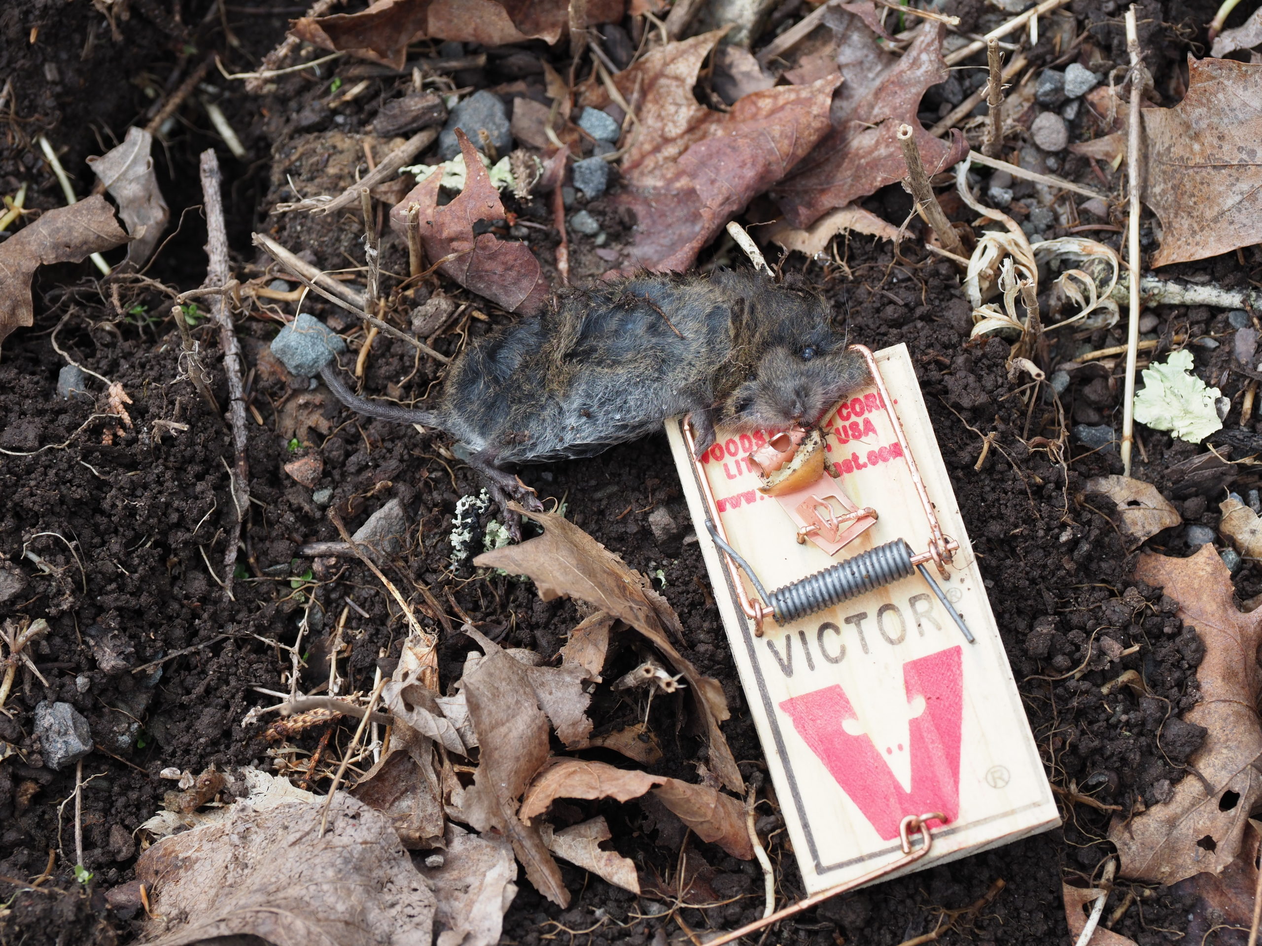 A vole emerged from its den to explore the mousetrap baited with a small piece of apple.  About the size of a field mouse, they have smaller eyes and can have darker fur with a shorter tail.