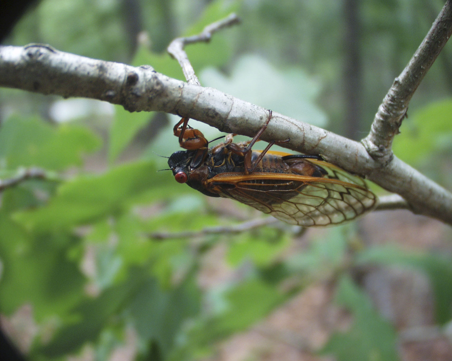 The cicadas with the red eyes are periodical cicadas, the same ones that will be emerging in large numbers this year in Maryland and some other areas. It is unlikely we’ll see them on Long Island.  These cicadas have a 17-year life cycle and emerge around late May to early June.    COURTESY DANIEL OWEN  GILREIN