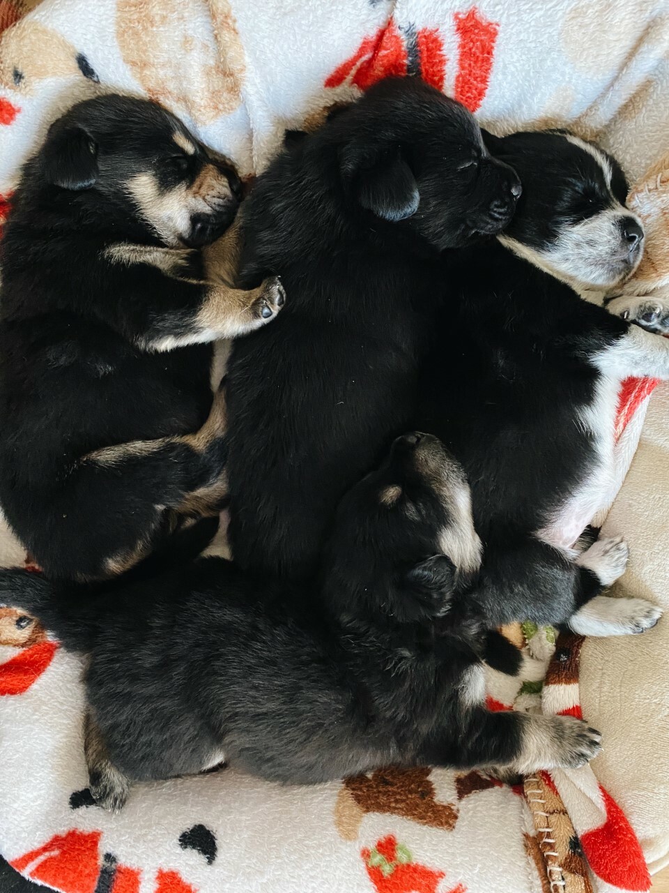 Nicole Chiuchiolo and Chris Murray helped foster these puppies and their mother, Lola.