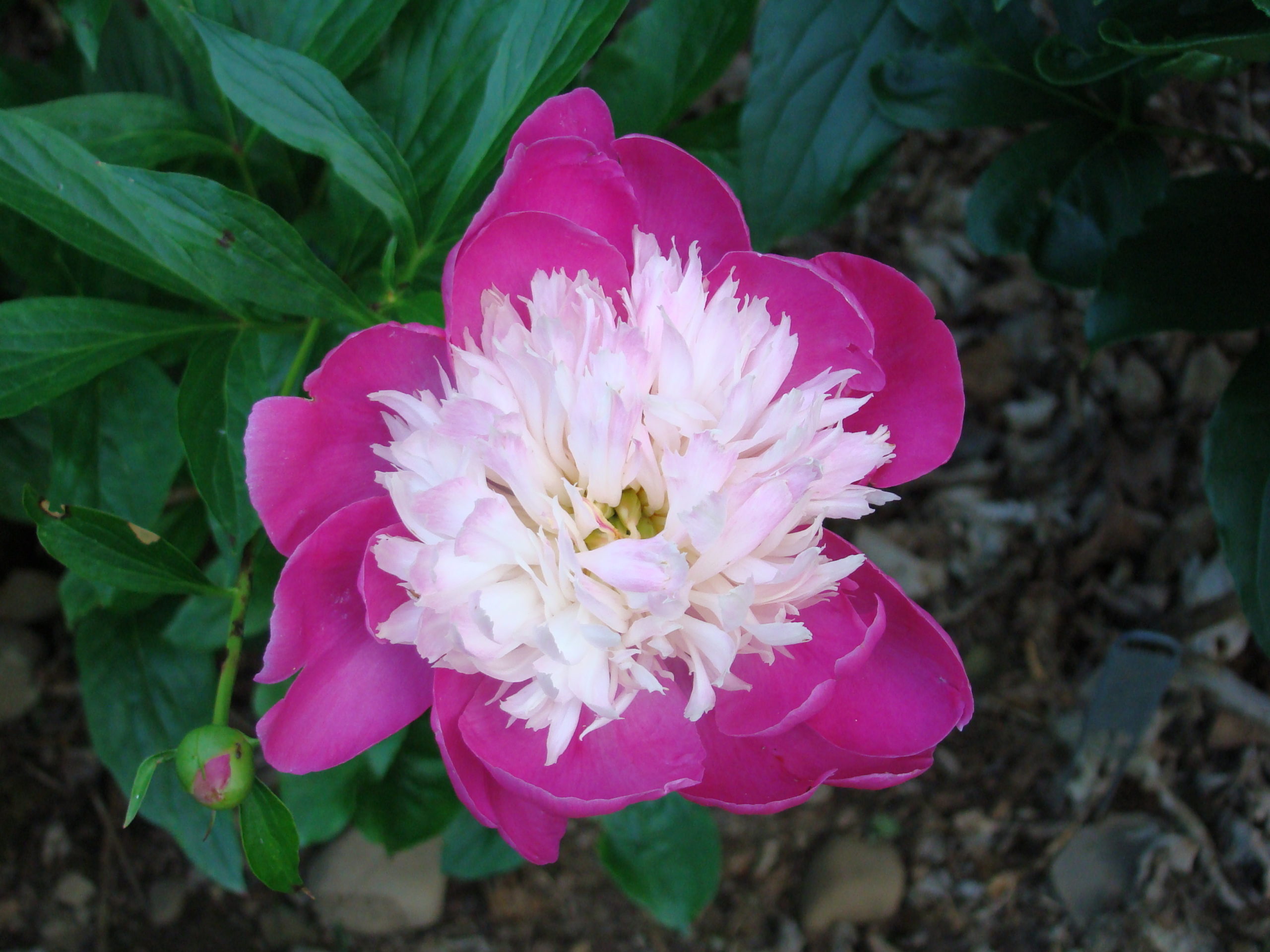 A peony, possibly White Cap, grows to about 34 inches with a frilly buff to white center and dark pink to beet red petals.  This is a midseason type so it will bloom around June 15 on the East End.