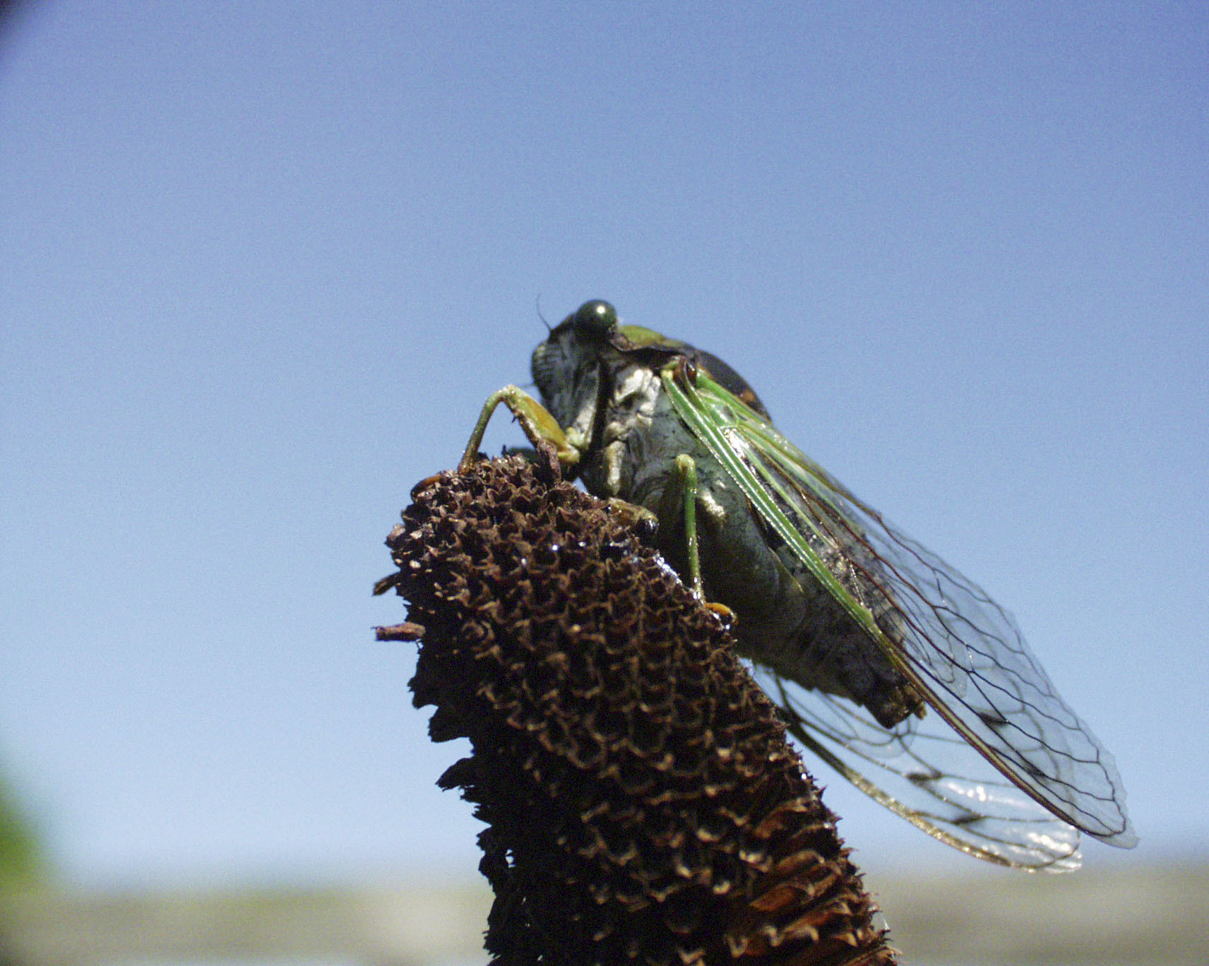 The cicada with blue-green wing veins is an annual or ‘dog-day’ cicada. These have a much shorter life cycle  and emerge later around mid-summer. Most people have heard the buzzing call of the males from high in the trees. They are here on Long Island every year.    COURTESY DANIEL OWEN   GILREIN