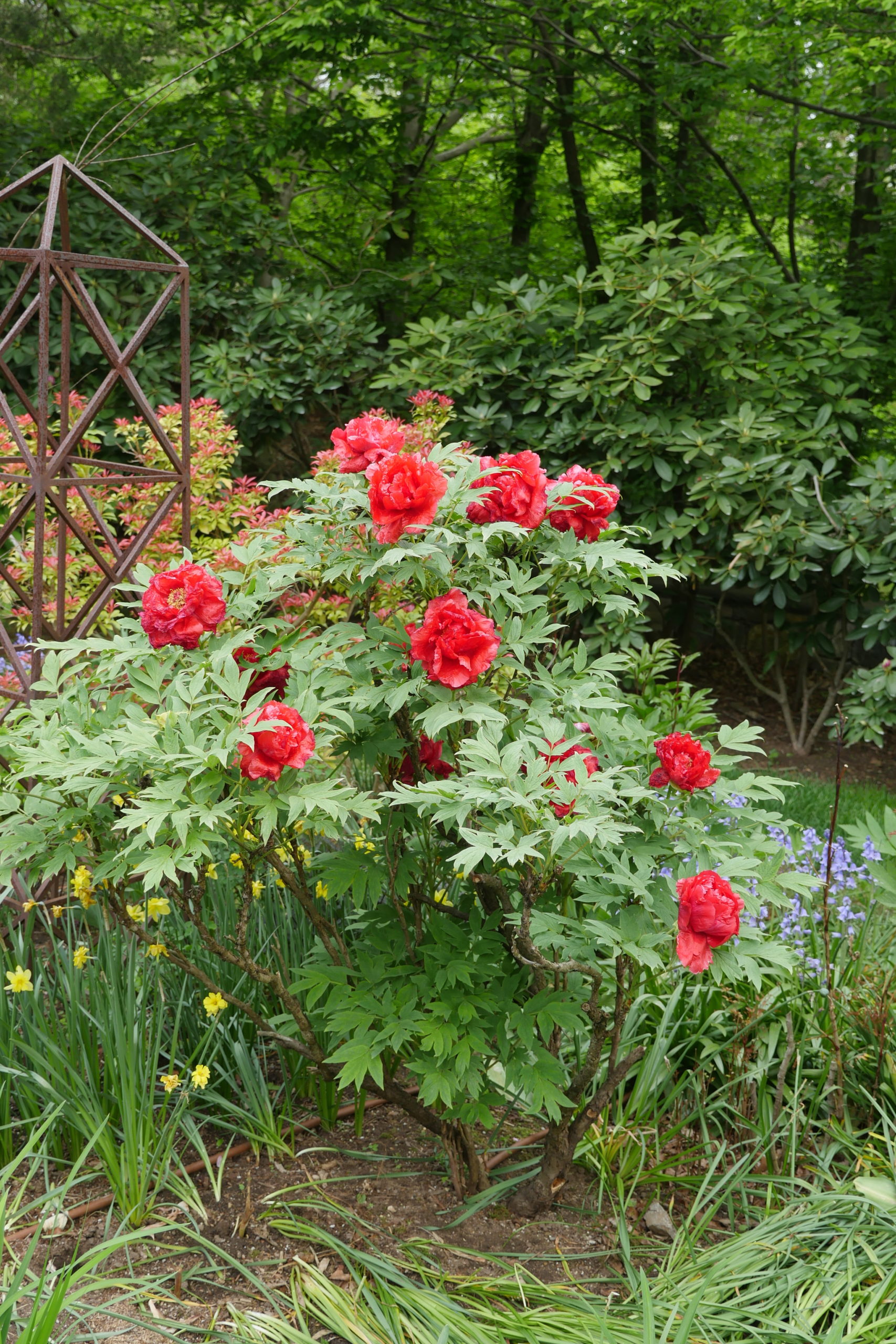 This is a double-red, true tree peony that grows to about 5 feet in flower.  It flowers somewhat early out here in mid to late May.
