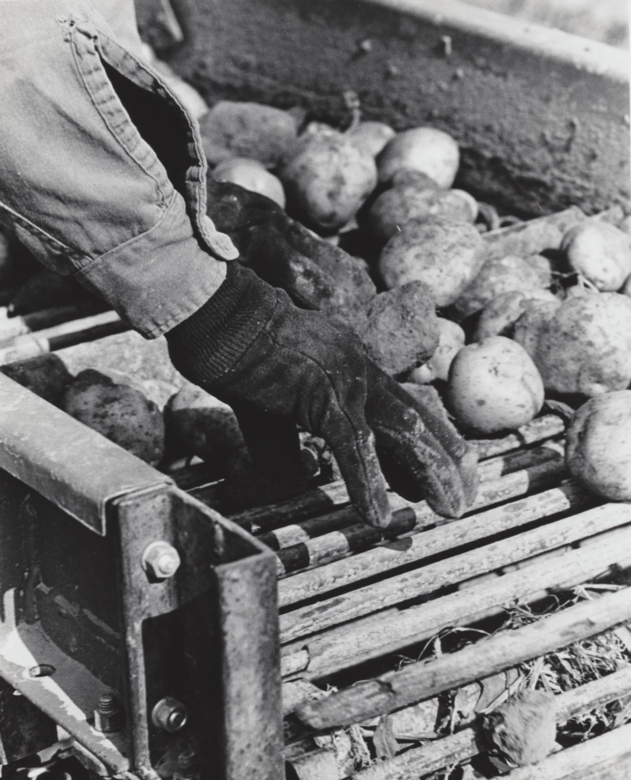A worker on a South Fork potato farm.