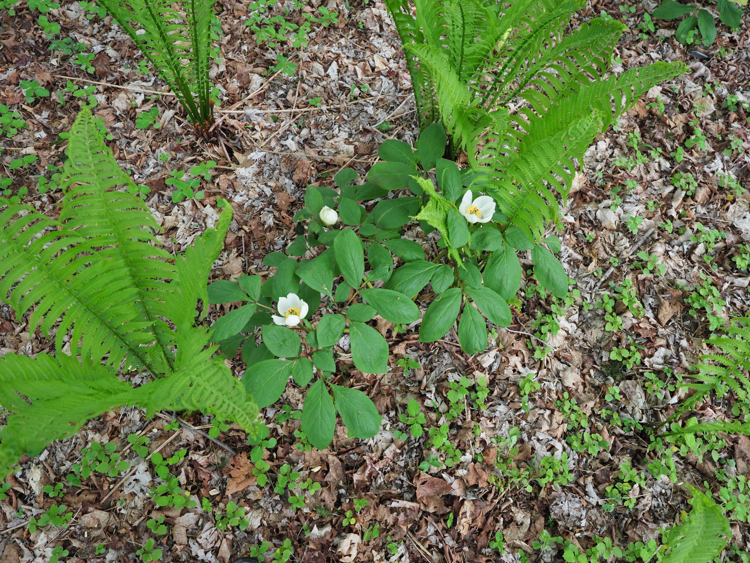 A pair of Japanese woodland peonies flowering among some ostrich ferns.  The flowers are about 3 inches across with white cups and burgundy centers and yellow stamens.