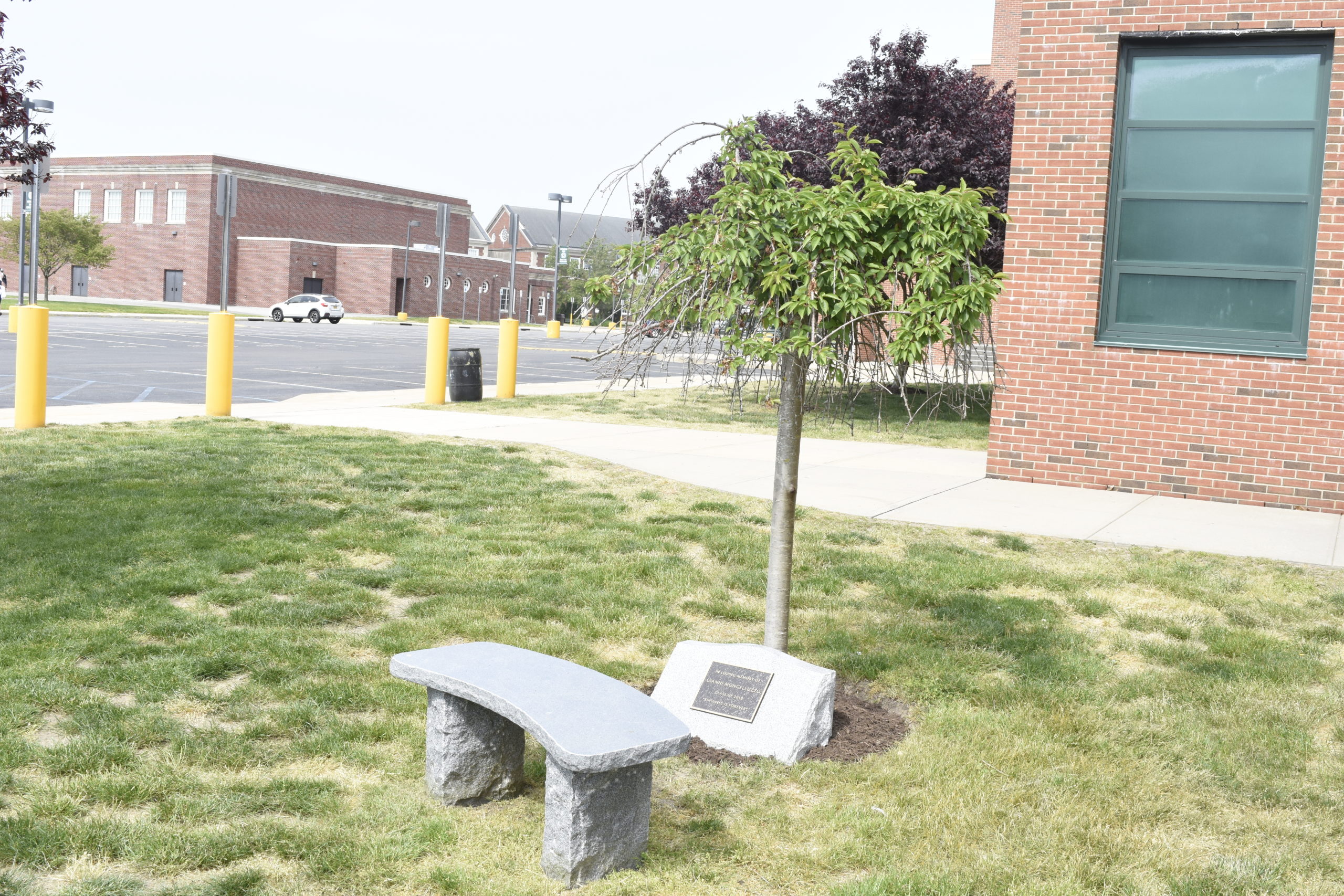 A tree and bench in Gianni Mongelluzzo's name at Westhampton Beach High School.