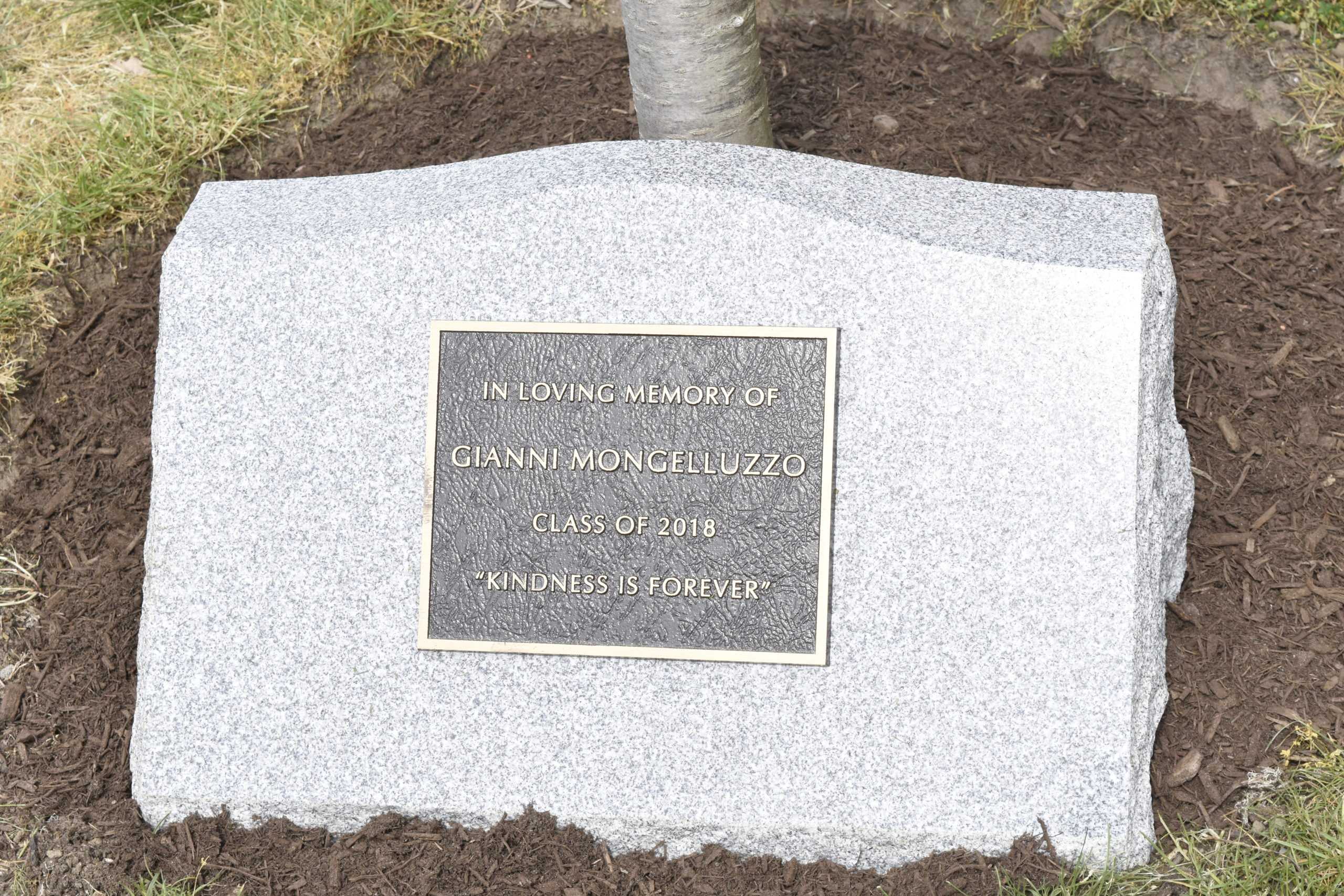 The memorial plaque situated just under a tree in Gianni Mongelluzzo's name.