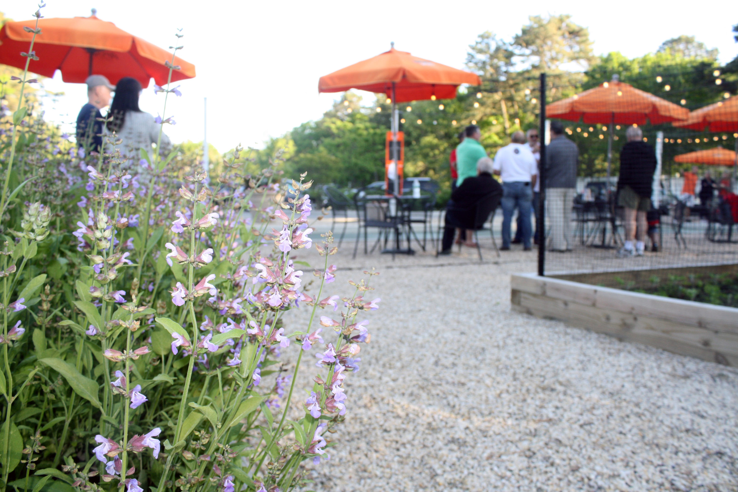 Lavender growing in Centro Trattoria & Bar's new outdoor dining area.