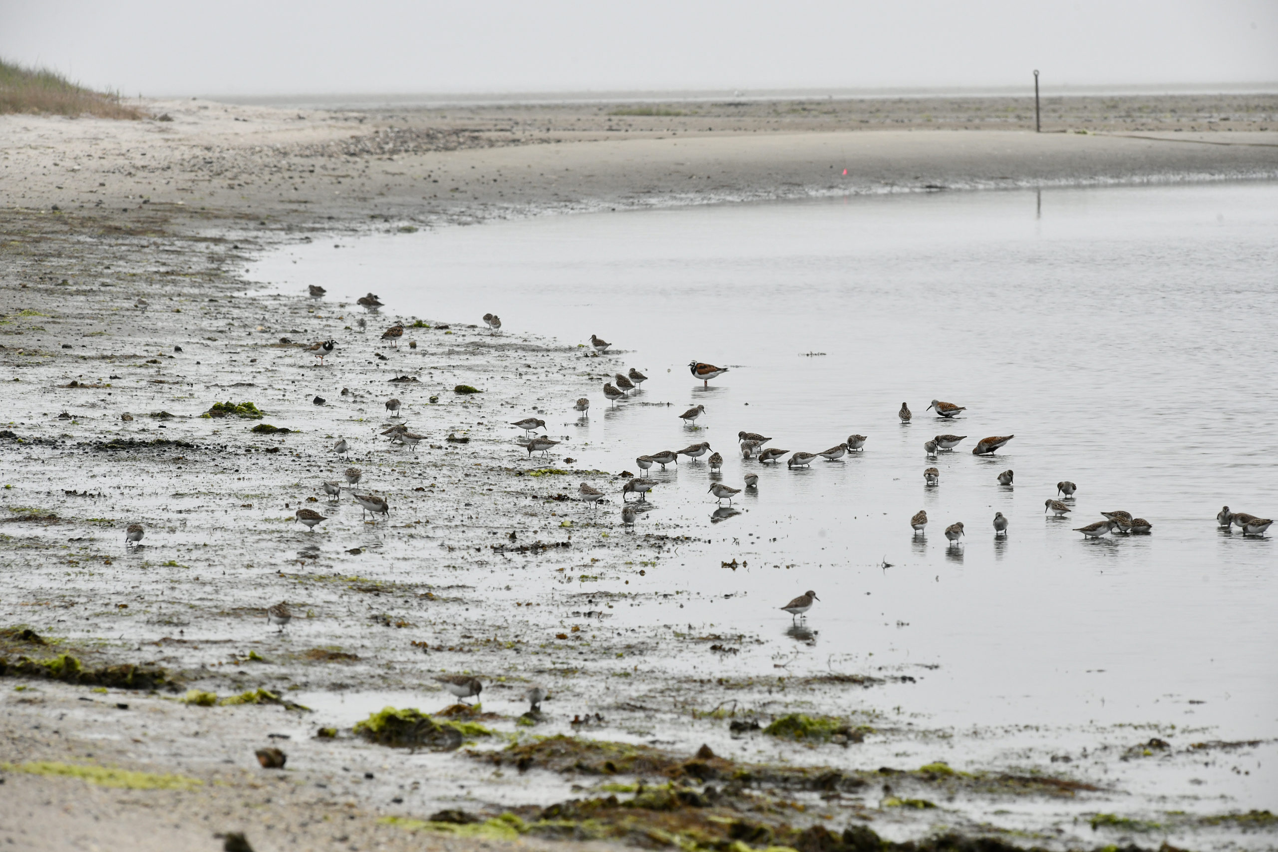Shorebirds feast on horseshoe crab eggs after the mating frenzy.  DANA SHAW
