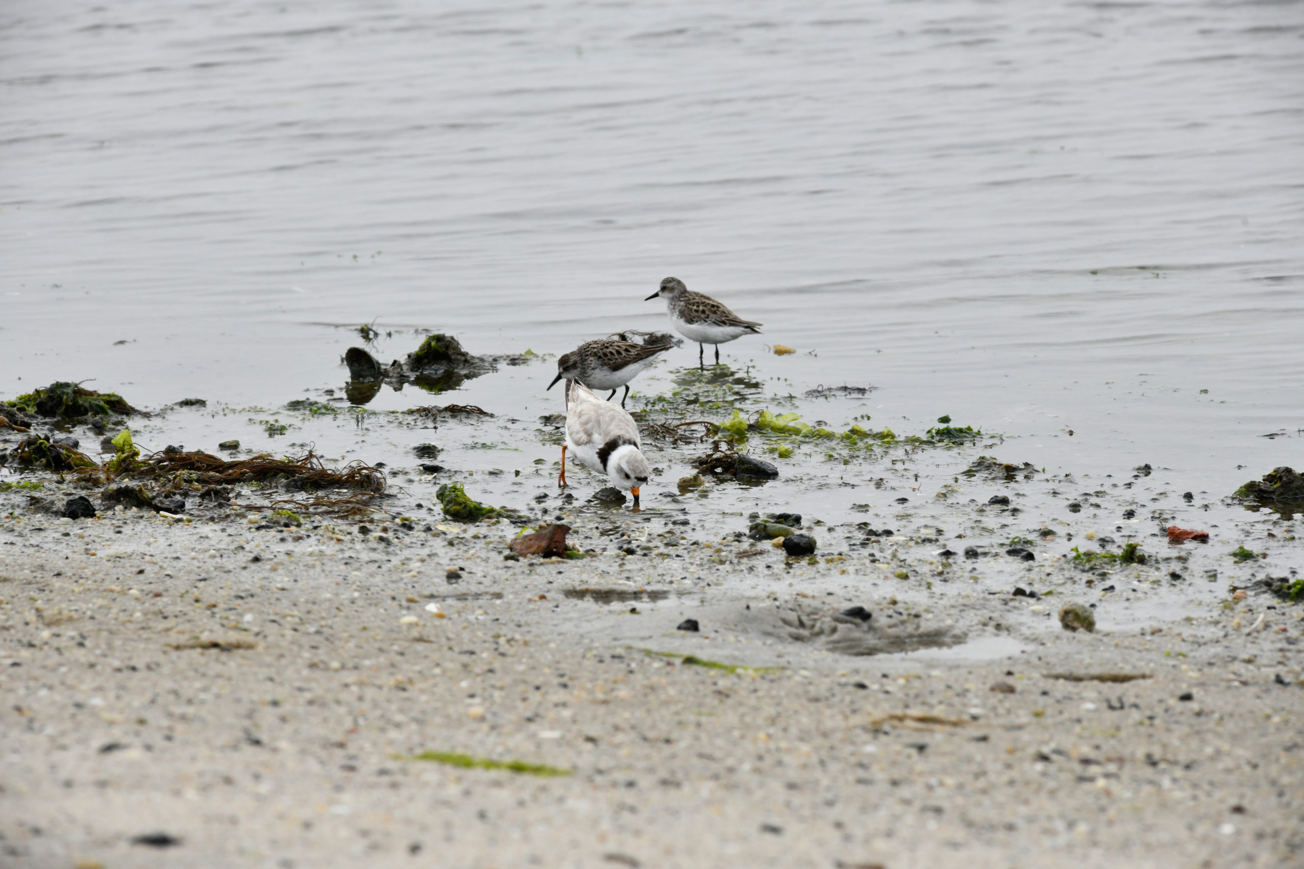Shorebirds feast on horseshoe crab eggs at Pikes Beach the day after  the mating frenzy.     DANA SHAW