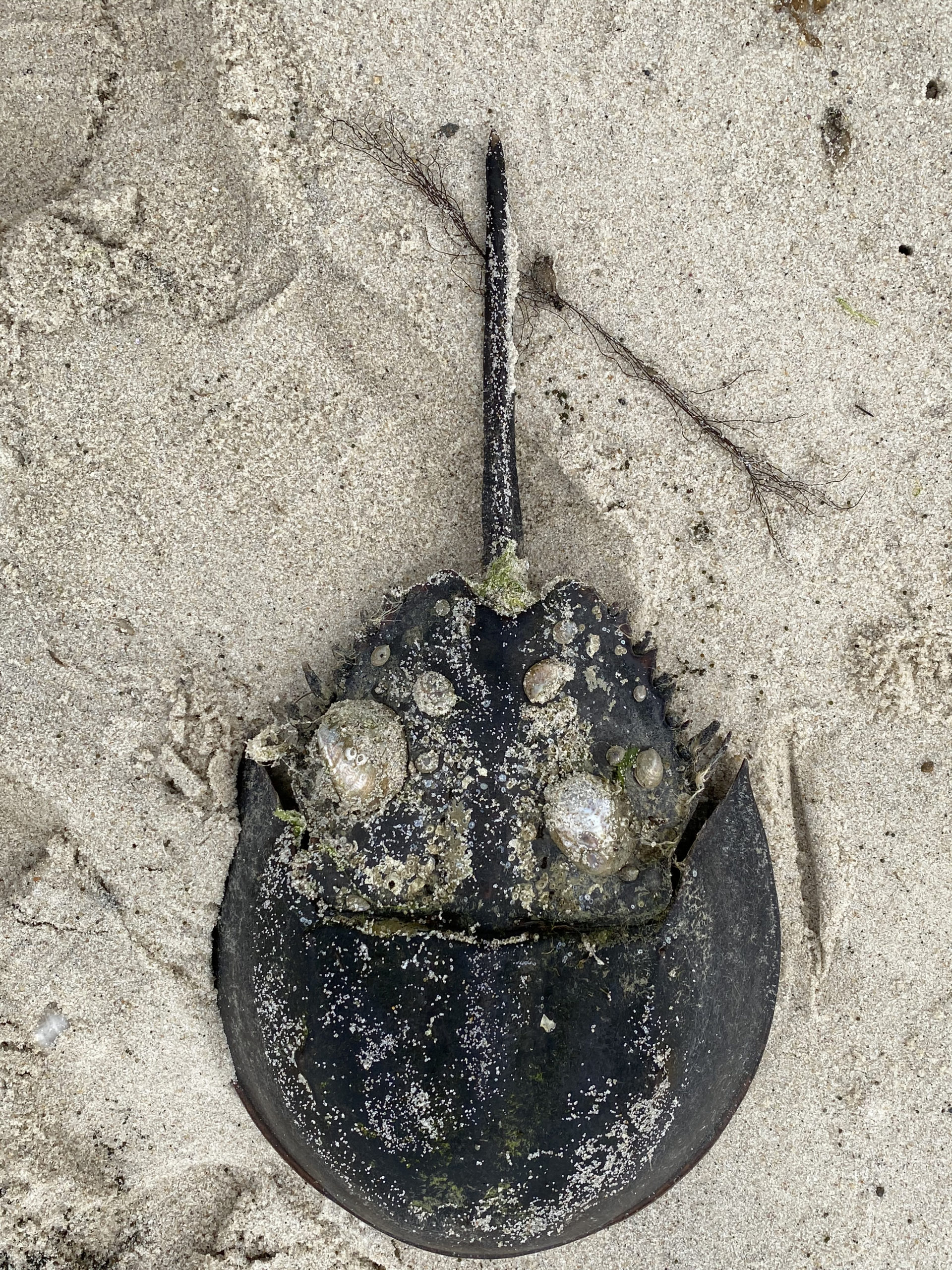 The horseshoe crab's shell can tell al lot about the age and health of the animal.  DANA SHAW