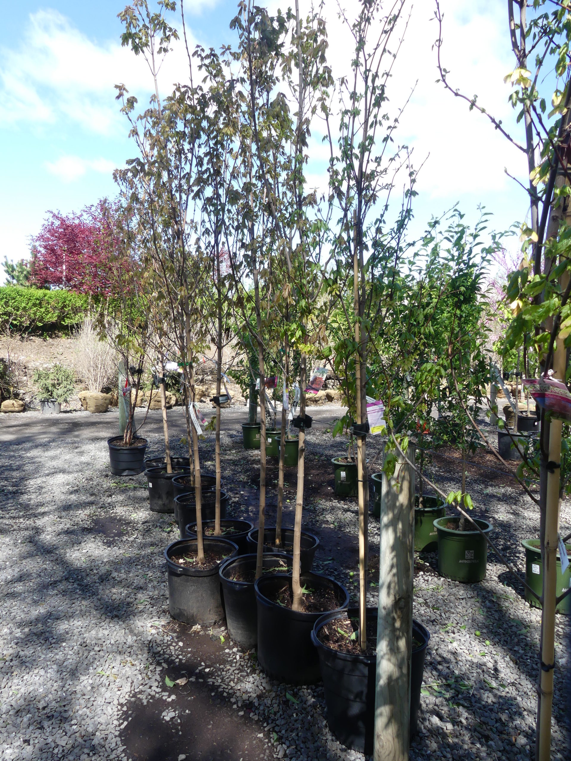 These container-grown maples are not expensive but their form and pruning leaves much to be desired. Container-grown trees and shrubs need special care when planting or the roots will continue to grow in circles, often resulting in years of decline before failure.