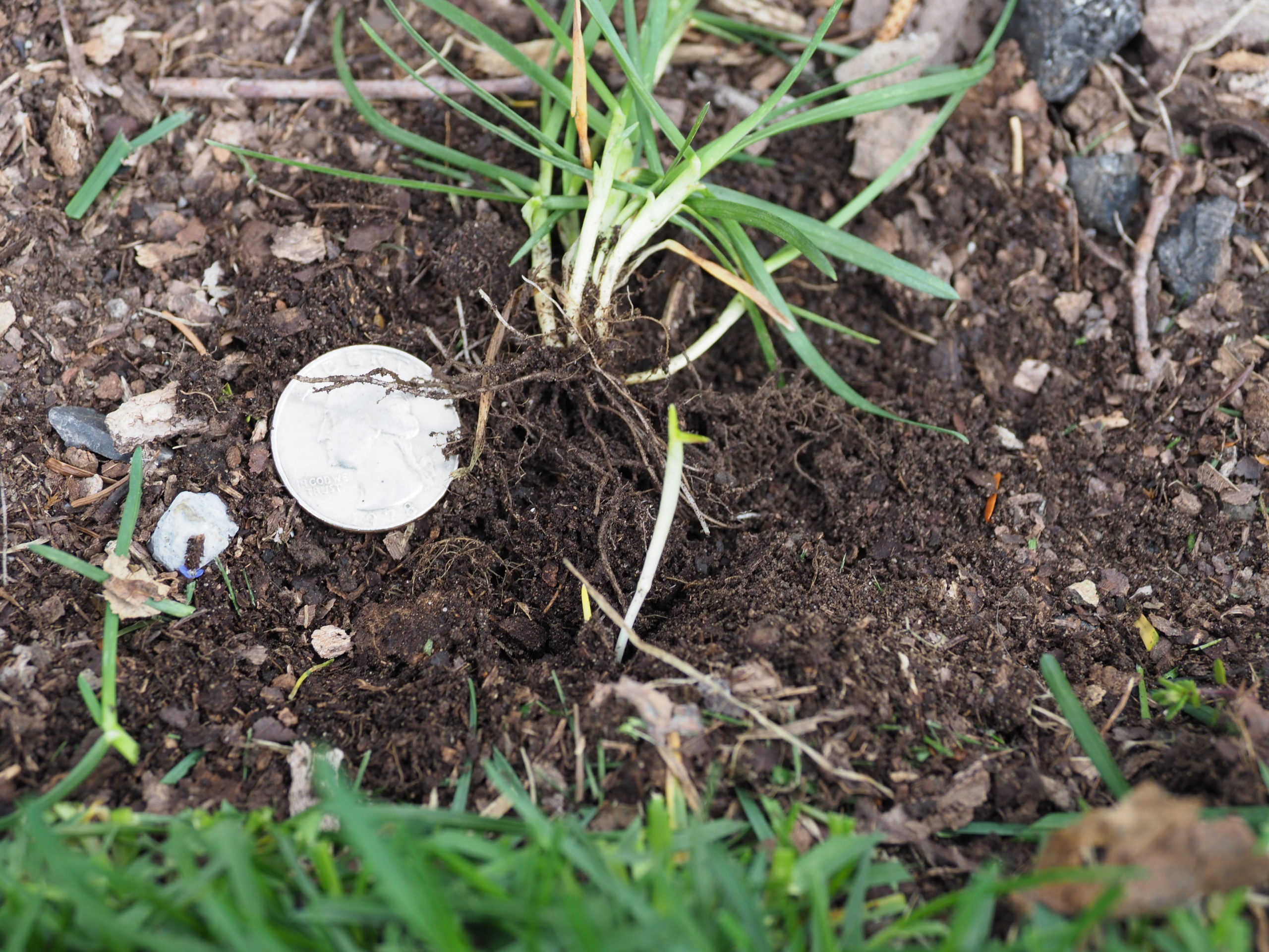 When the grass “sprig” above the quarter is pulled up it reveals not just its root system by the white-colored rhizome (about an inch to the right of the quarter) that ventured from the lawn into the landscape bed starting a new plant. Edging and pulling can simply remove these volunteers.