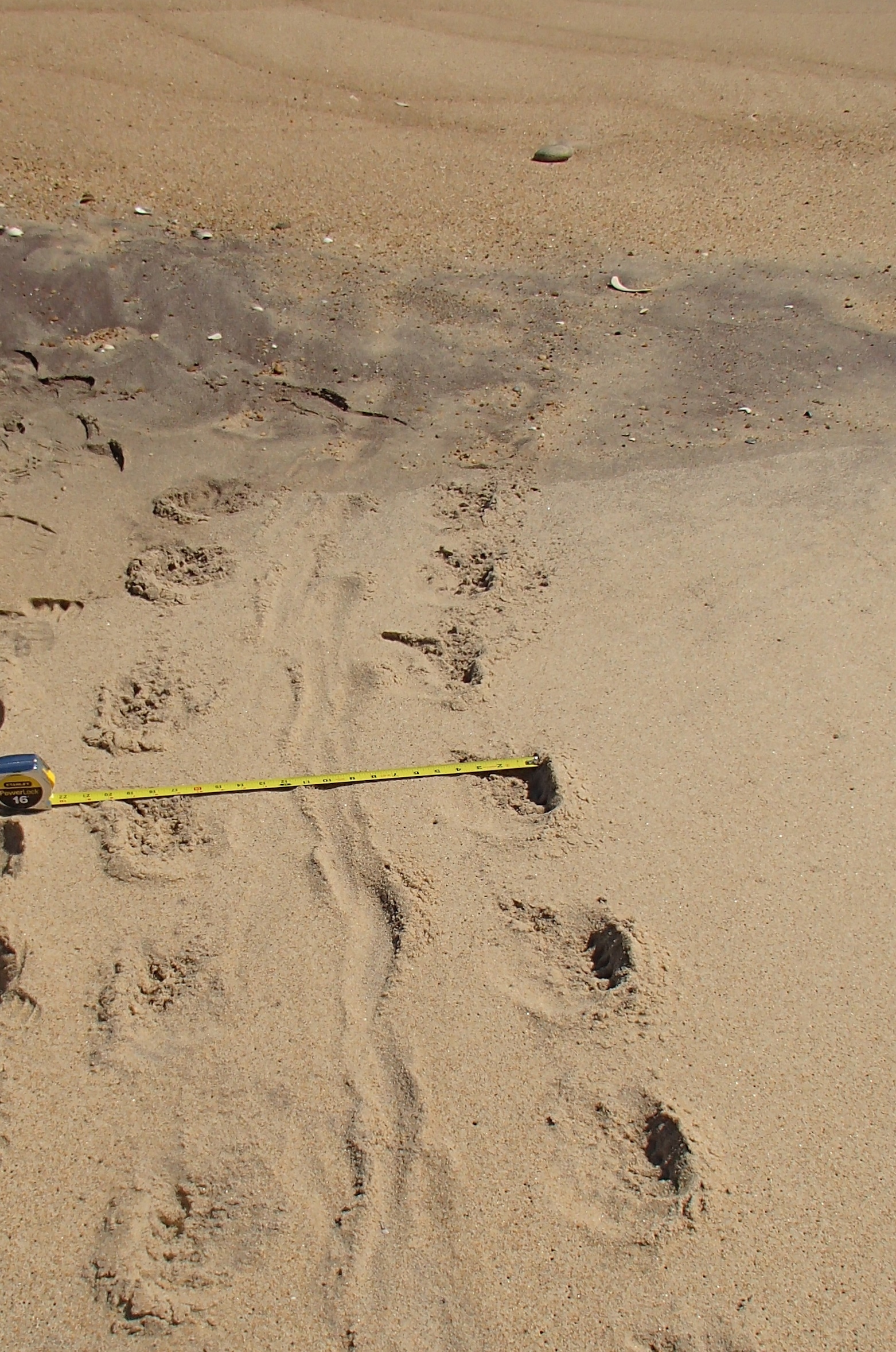Photo 4: This 20 inch-wide track has five claw marks arranged parallel to the direction of travel: seal.