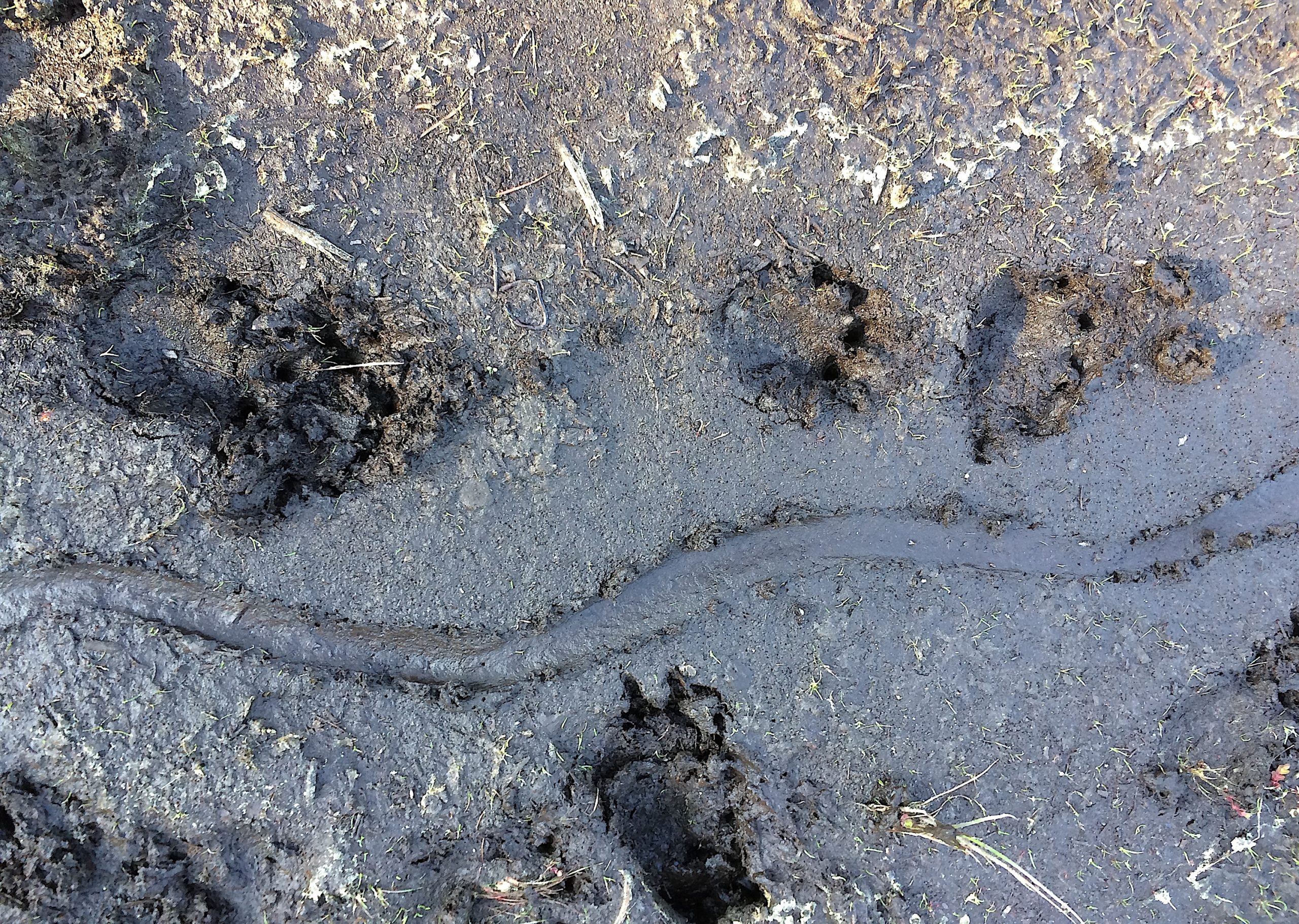 Photo 3: In the snapping turtle’s walking gait, the round rear feet land behind the oval fronts.