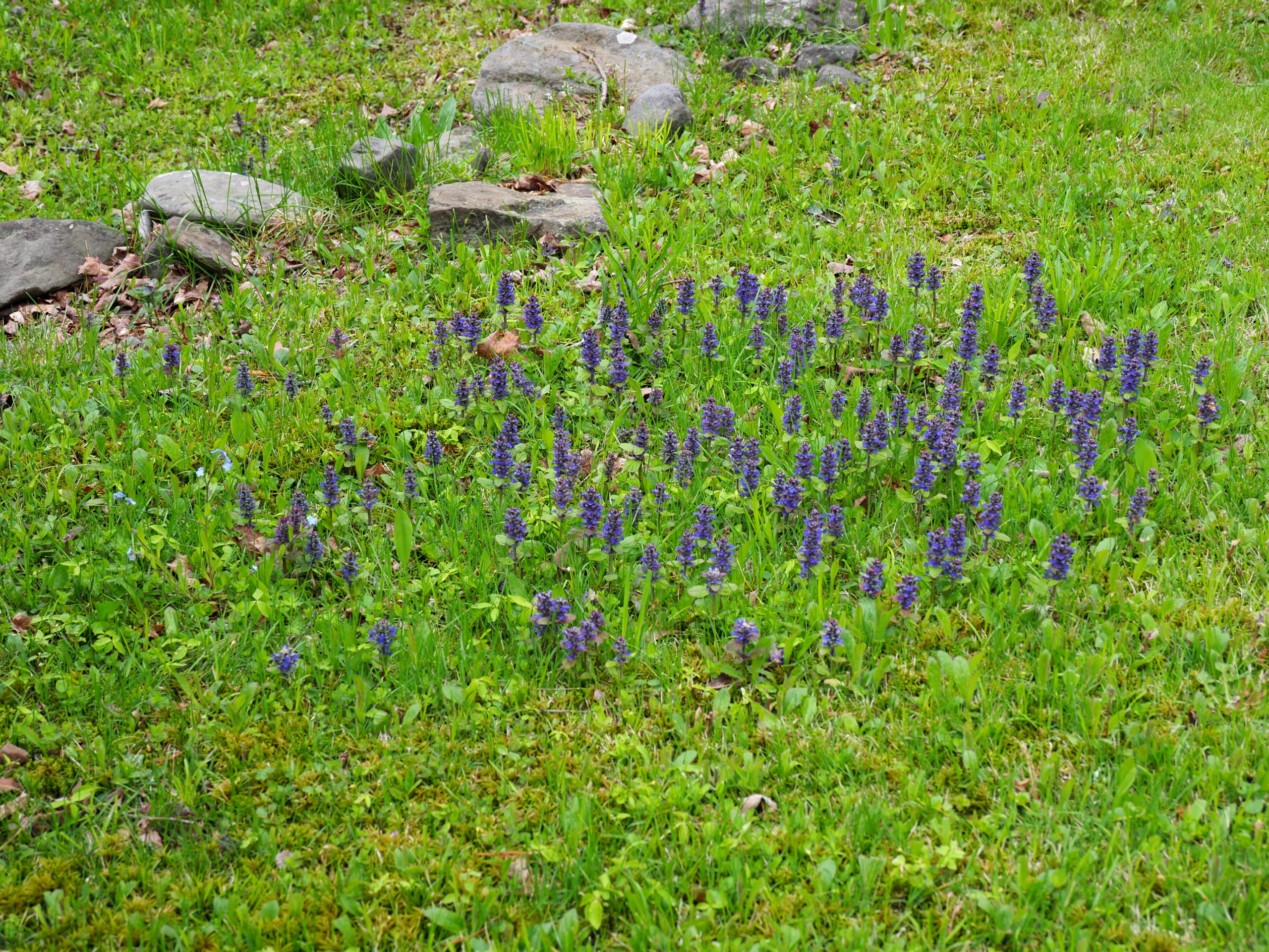 Ajuga is used as an ornamental, but it also occurs in laws as a weed. When allowed to colonize like this without being mowed it sets seed and becomes an unwanted and difficult to control invader. ANDREW MESSINGER