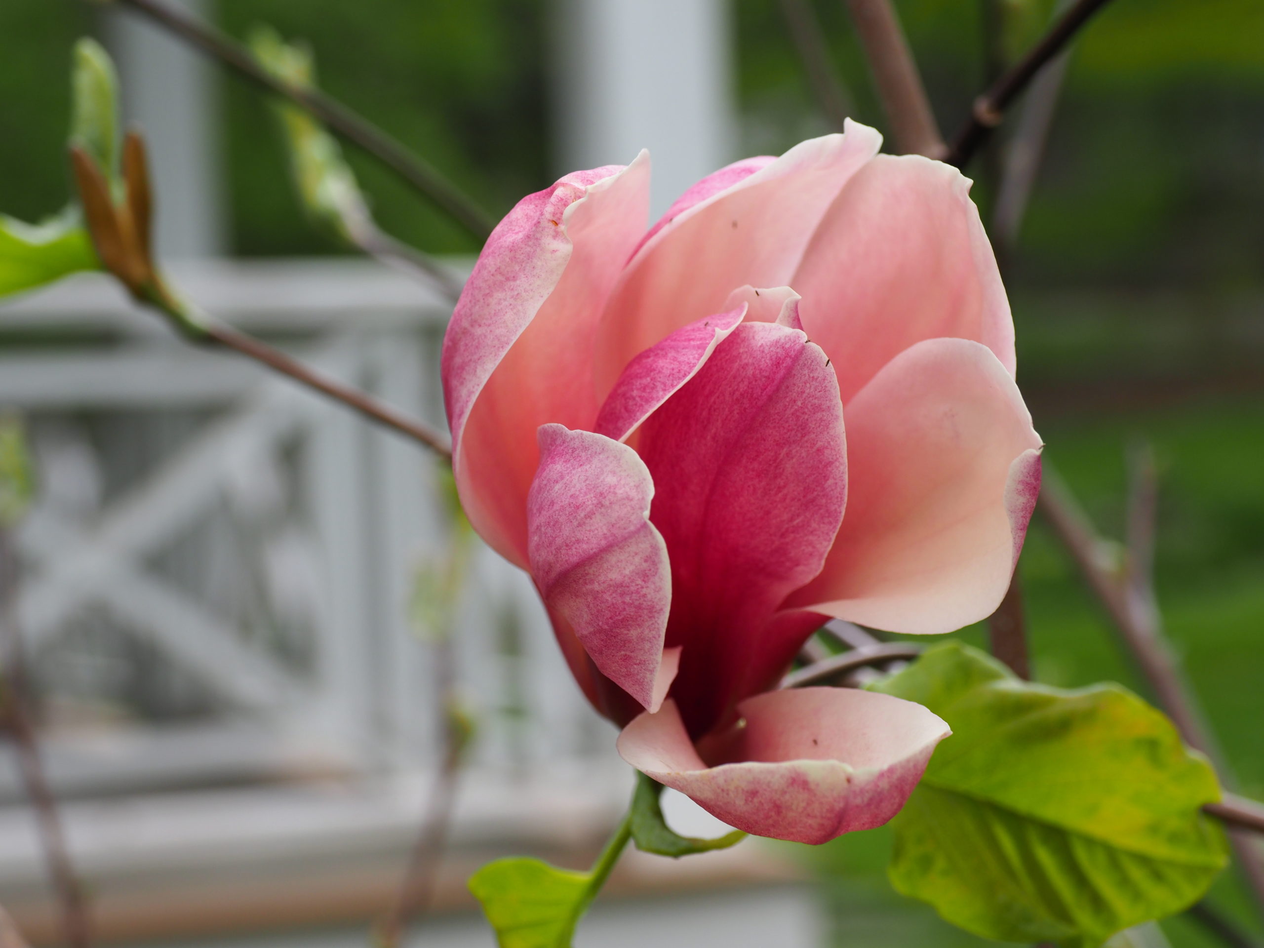 Magnolia Red Baron is one of the latest magnolias to flower, and this variety often takes years to come into bloom -- but well worth the wait.  ANDREW MESSINGER
