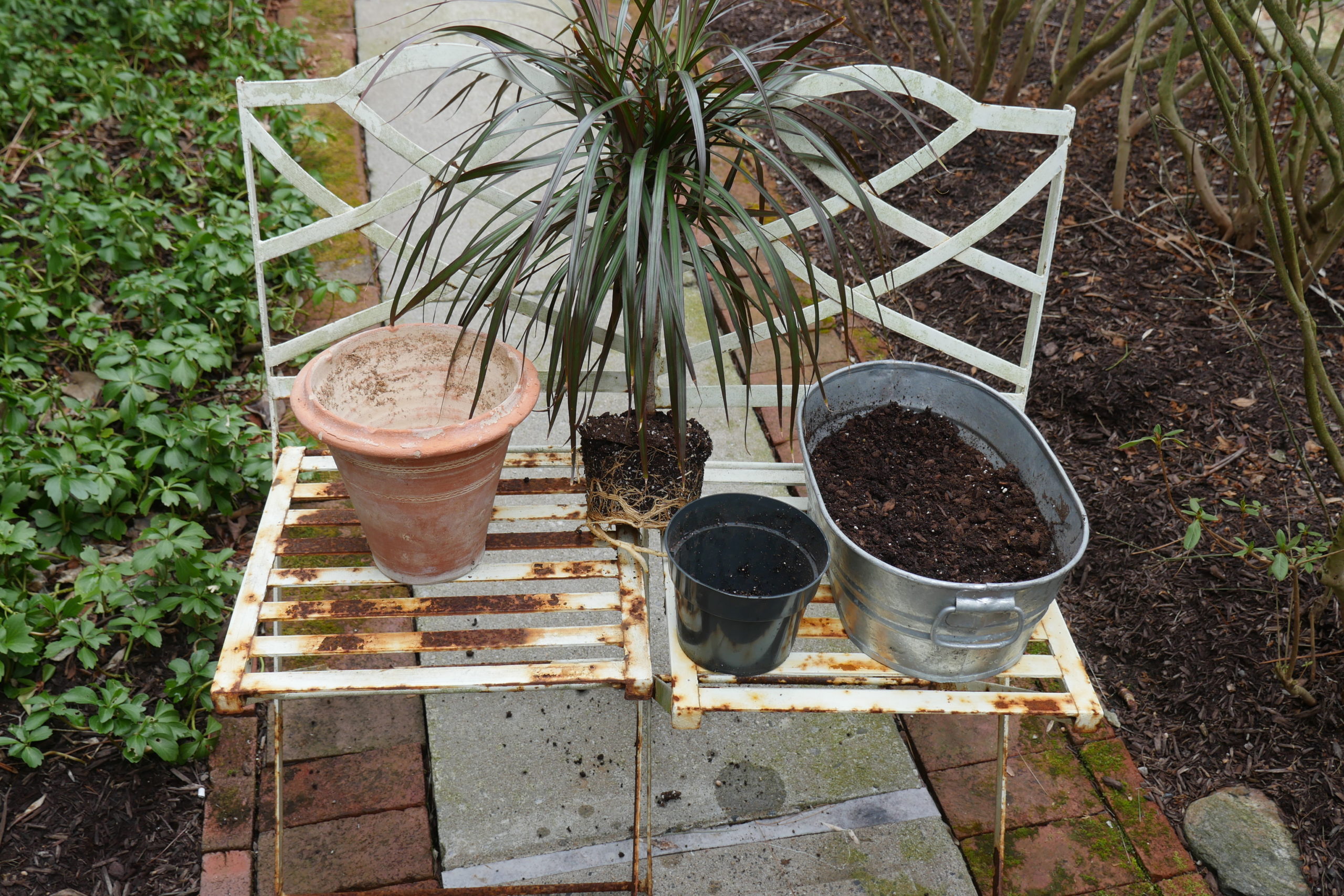 A Dracaena marginata (center) removed from its original 6-inch pot (front) being potted up into a 10-inch terracotta pot  The galvanized planter/trough (right) is used for mixing and moistening the soil. Note the roots on the Dracaena, which need to be teased out and loosened before repotting. ANDREW MESSINGER