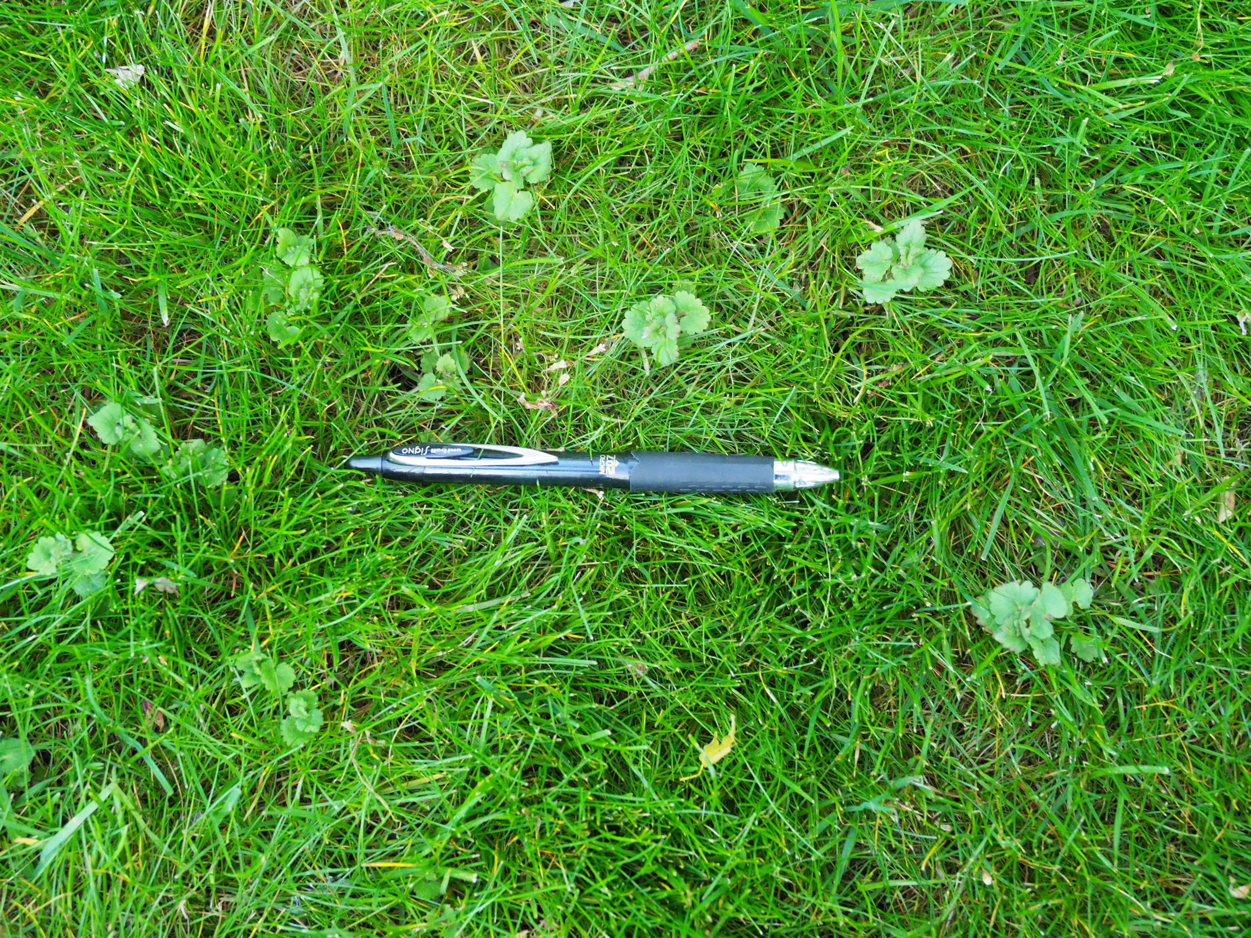 Ground ivy is one of the toughest lawn weeds to control. Each piece you see here is connected by an underground stem. Pull one out and the others continue to grow. In 2000, a fungus was discovered that seems to kill this weed, and the hope is that the fungus will spread. Someday it may be used as a bioherbicide as it seems to only kill this host. ANDREW MESSINGER