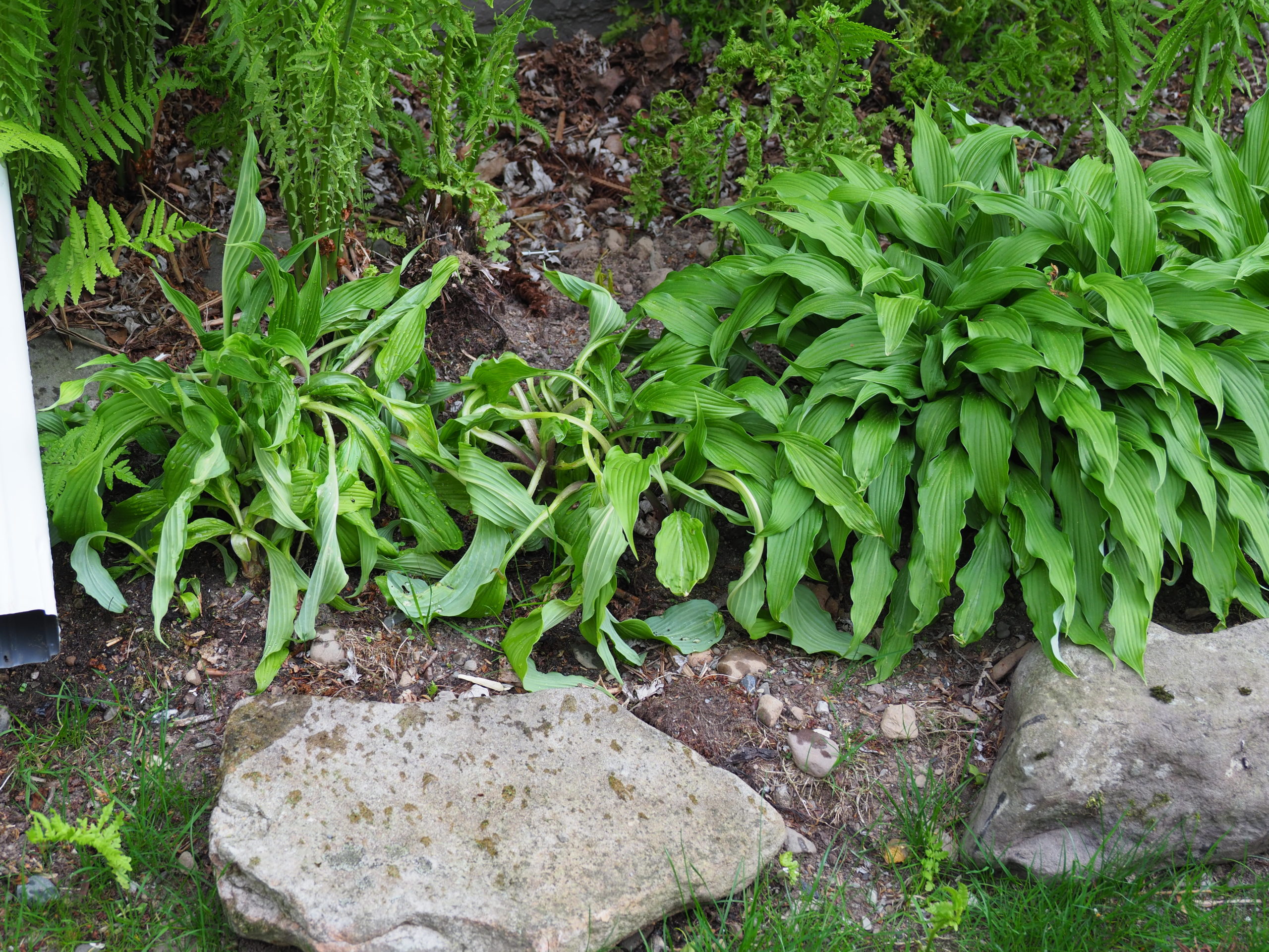 A landscaper had used a common herbicide to “edge” this hosta border. The next day, two of the plants seemed to be wilting even though they were not in need of water. Spray drift from the “edgin”’ came into contact with the two plants, and they are not long for this world. ANDREW MESSINGER