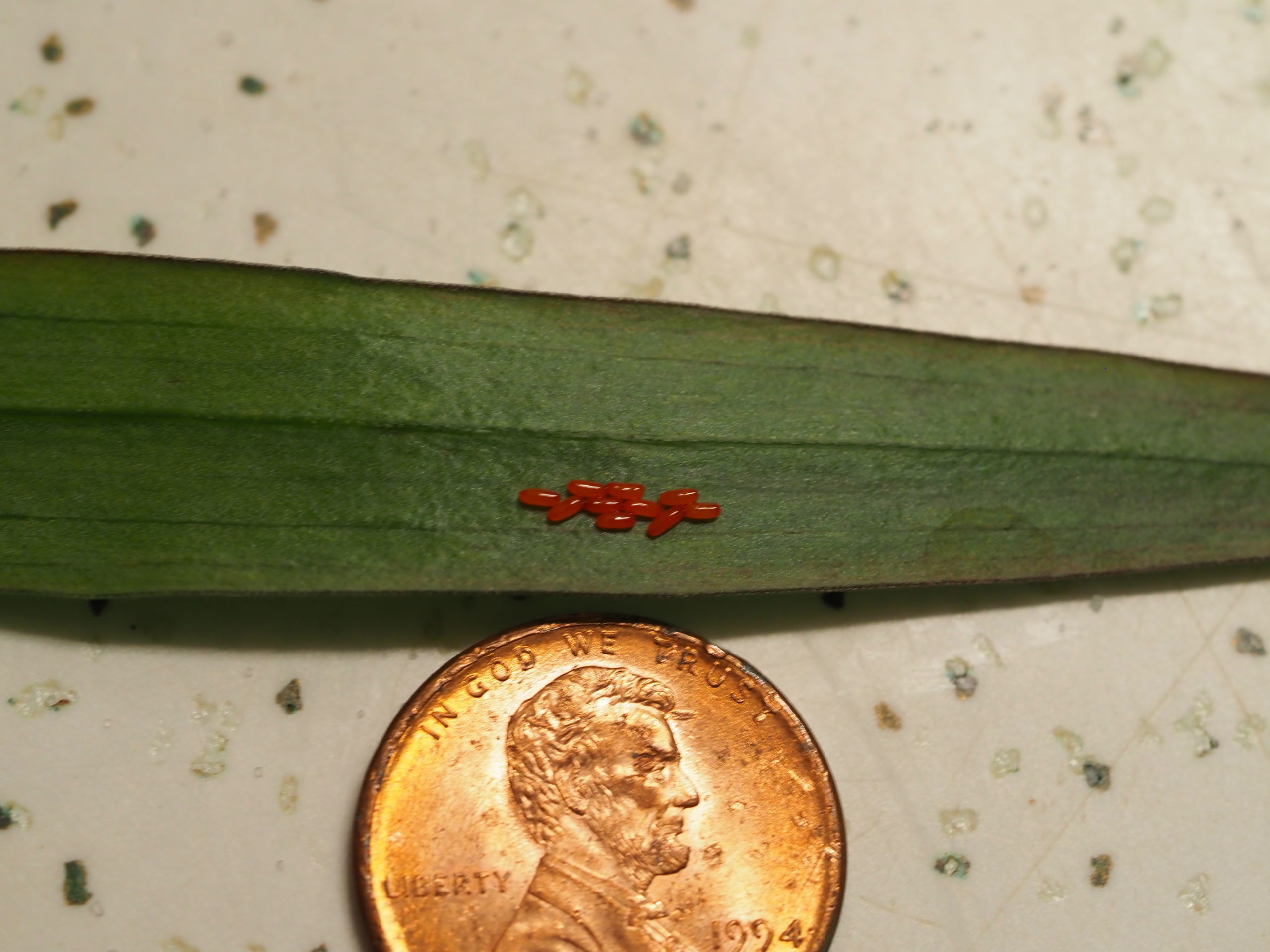 Red lily beetle eggs look like a red stripe from the distance, but up close each egg is the size of the “W” above Lincoln’s head. ANDREW MESSINGER