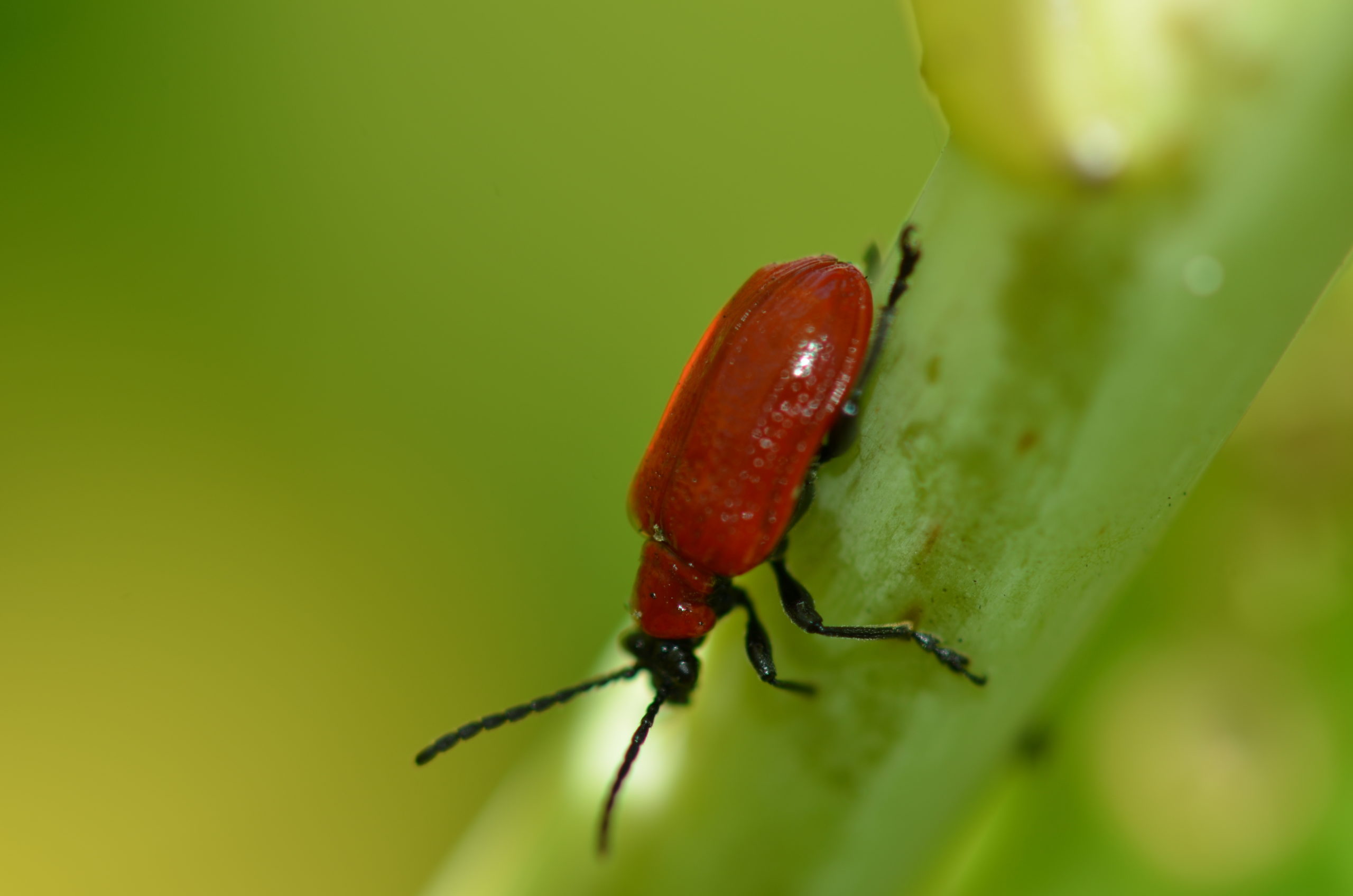 A red lily beetle.