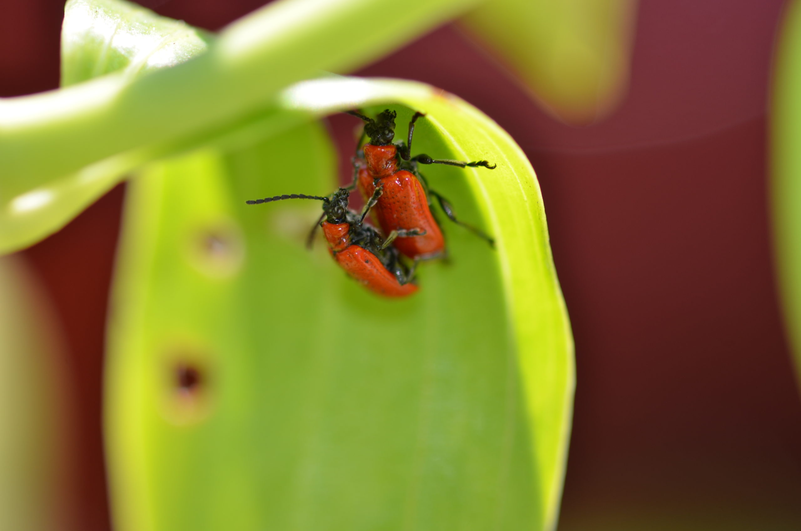 Two red lily beetles making more red lily beetles.  They have no shame. ANDREW MESSINGER