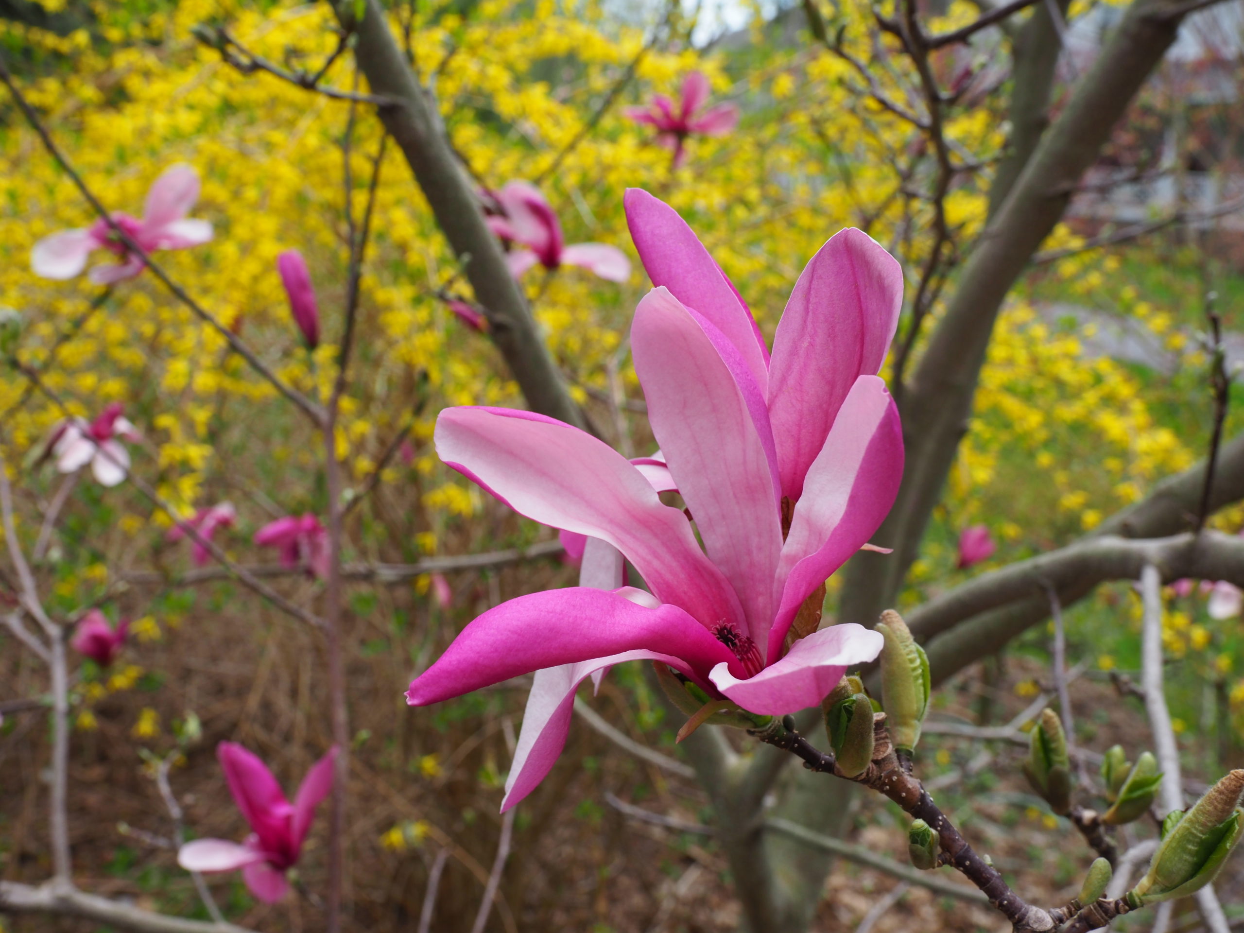 With no late frost or freeze it was a wonderful spring for Magnolias. This variety is Purple Star Power, which can bloom from late April and still have flowers opening in early June some years.