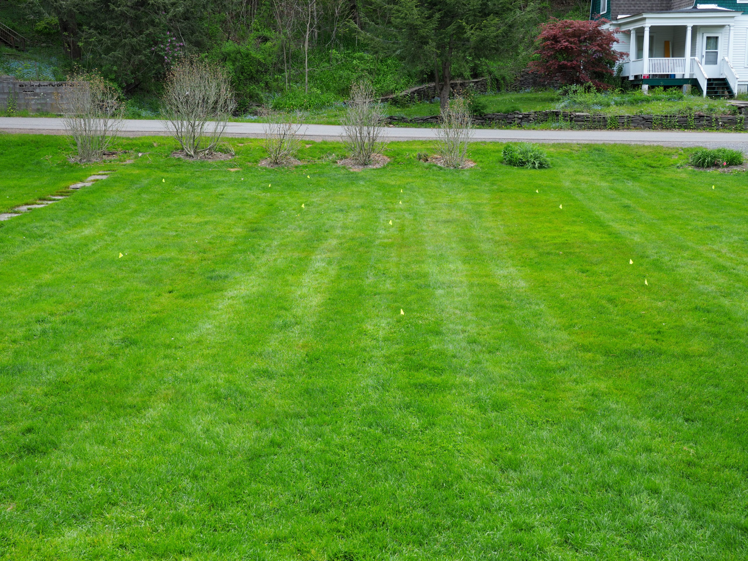 A few weeks ago I flagged weed patches on my front lawn. When viewed from the right side there is no discernable pattern, but when seen from this view the weeds are obviously growing in rows. The pattern seems to indicate that weed seeds are “tracking’” on the mower tires or the mower is concentrating the mulched cutting to one side. ANDREW MESSINGER