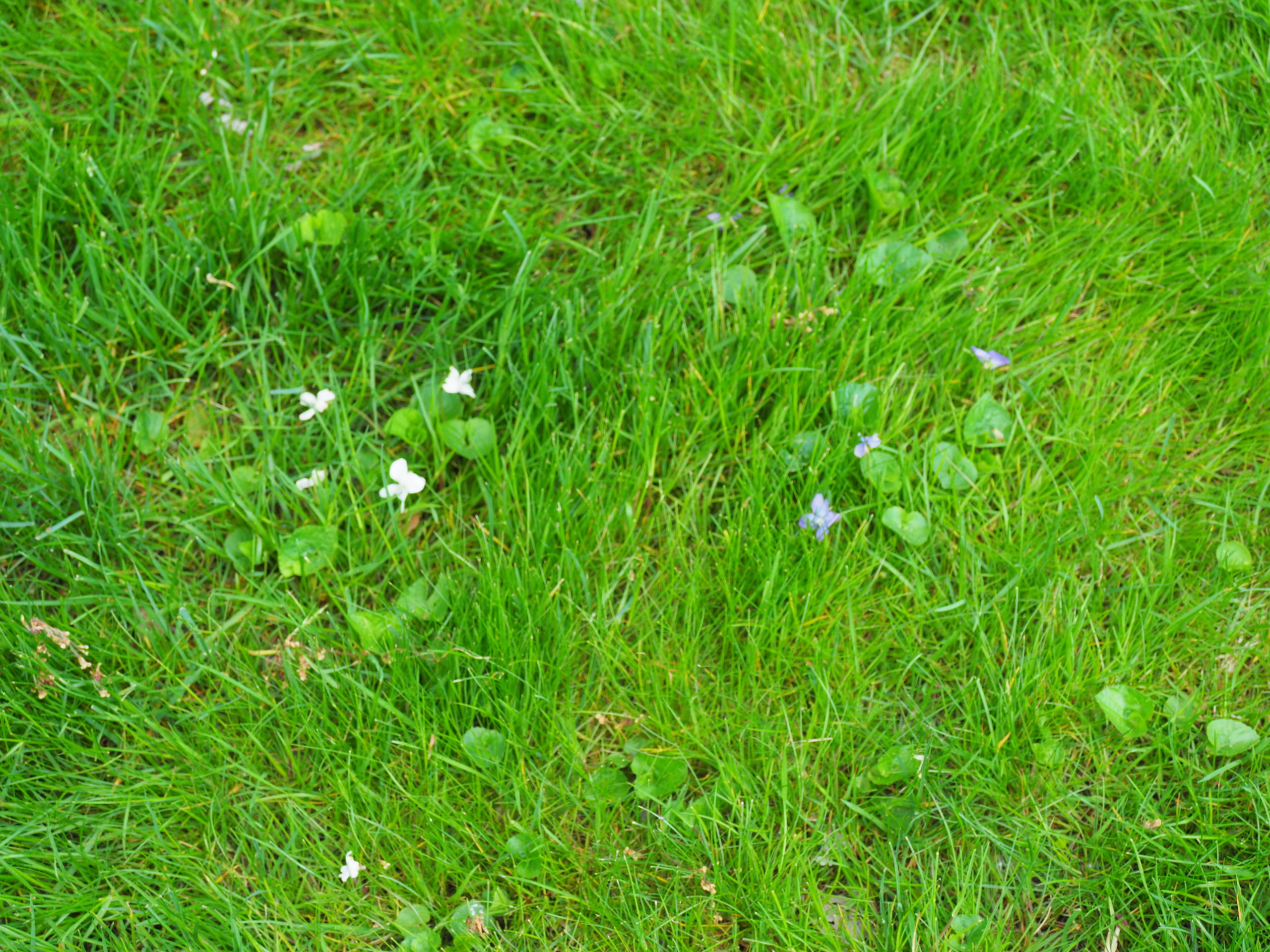 Wild violets can be an issue for some but in my lawn they come and go.  HDTA iron can be used to control it, but application timing is very tricky. ANDREW MESSINGER