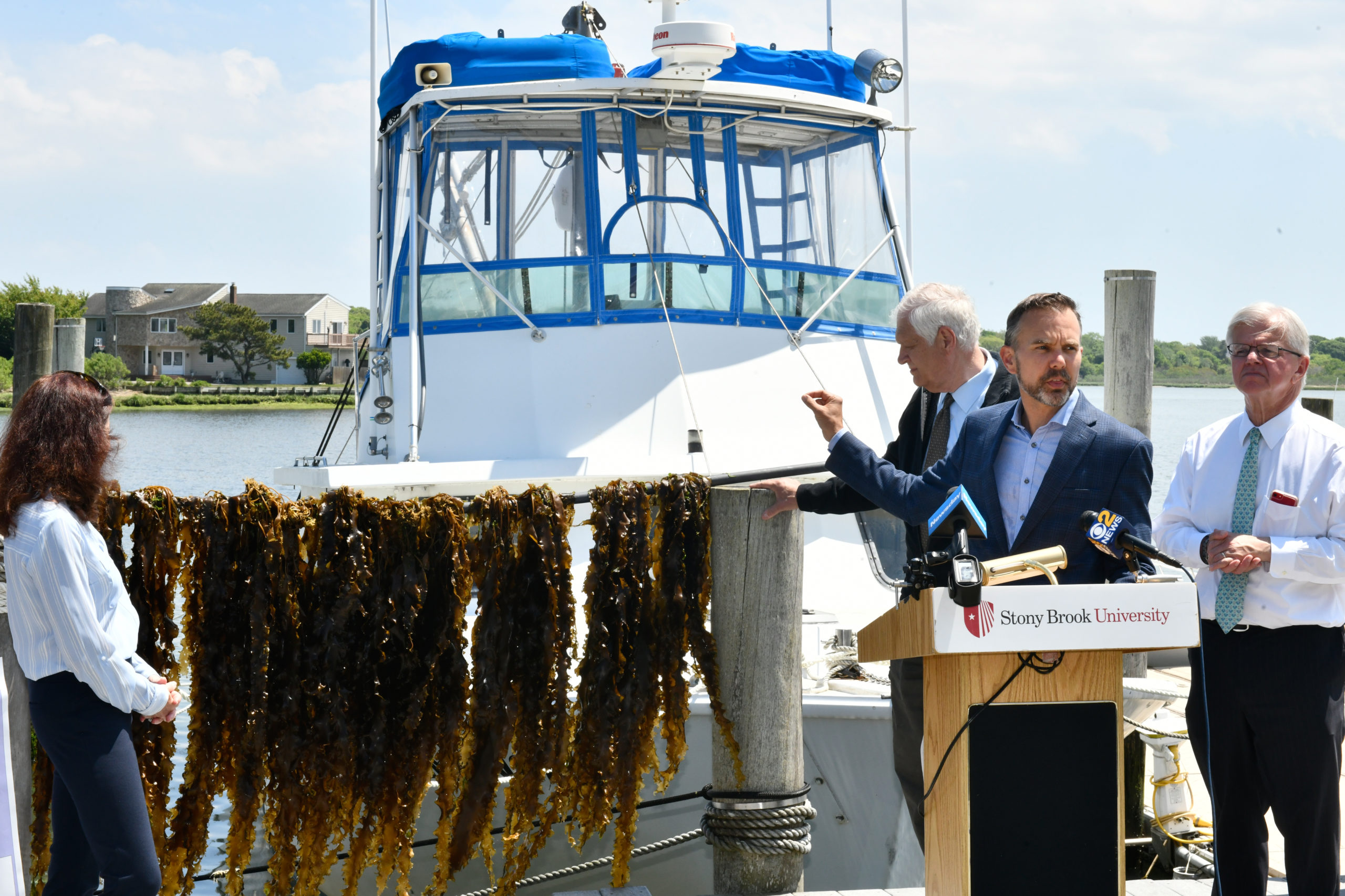 Christopher Gobler, Ph.D, announced May 27, that a species kelp can significantly reduce nitrogen levels in the water.  DANA SHAW