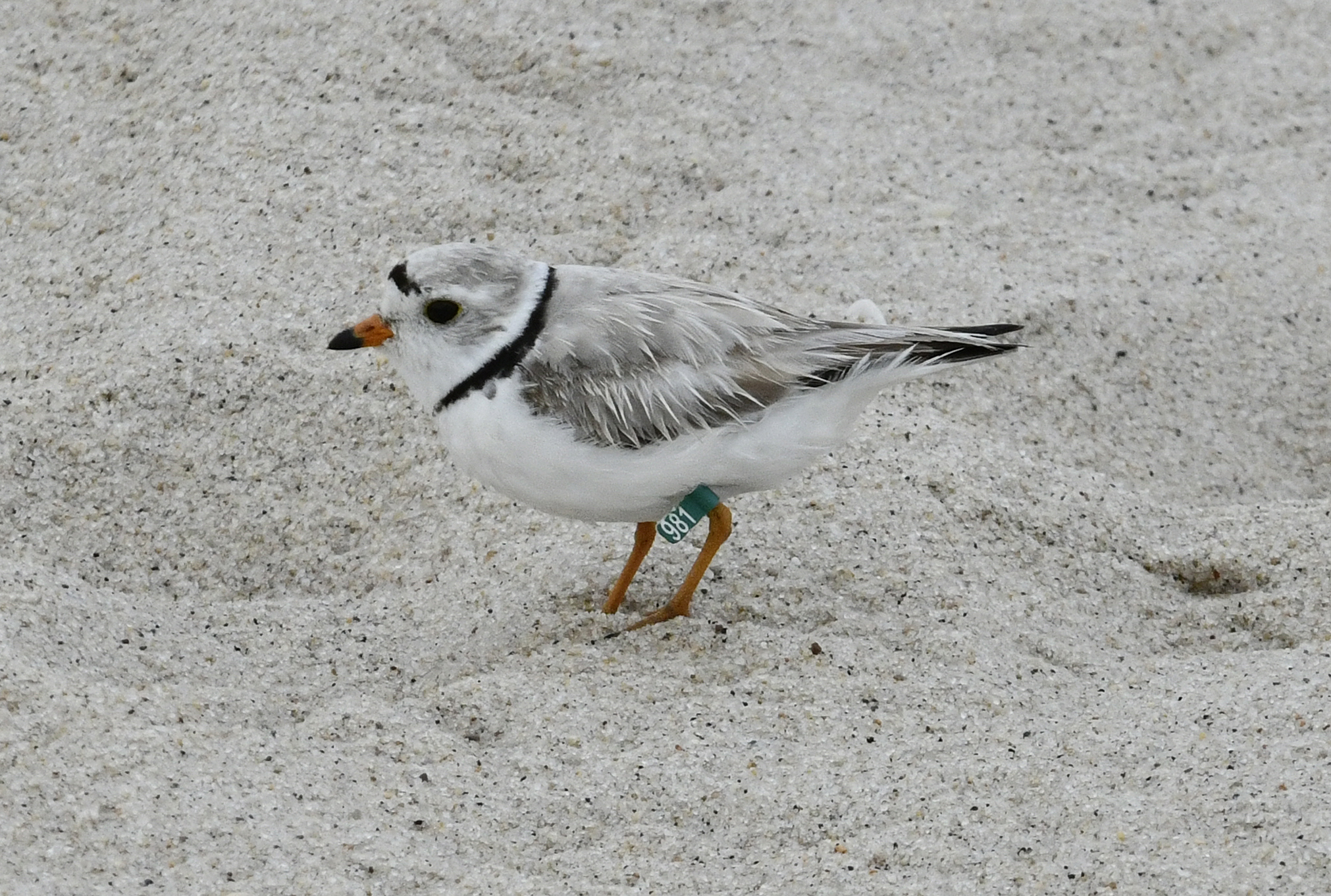 A piping plover on the beach near the 