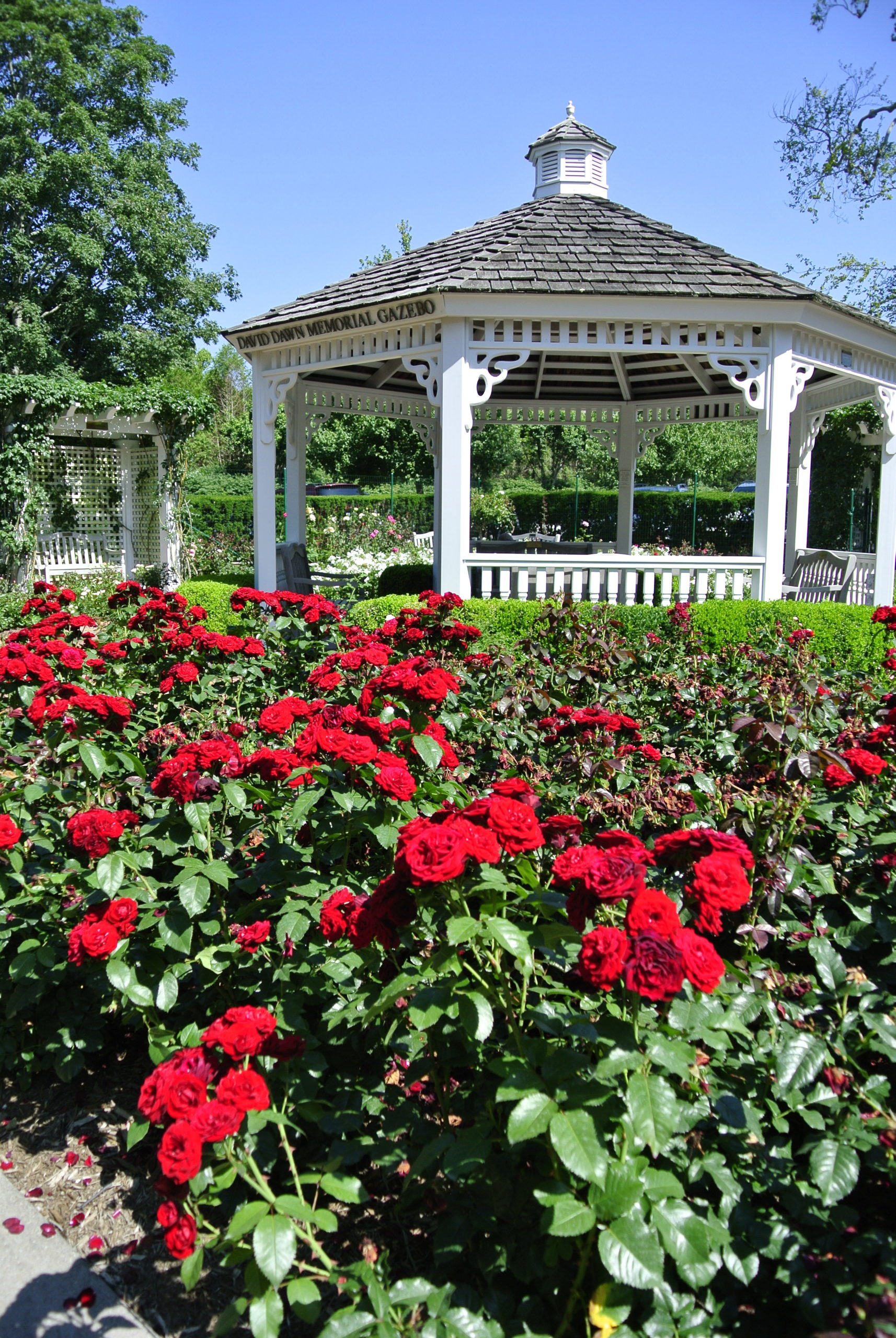 The rose garden at the Rogers Memorial Library.  DANA SHAW