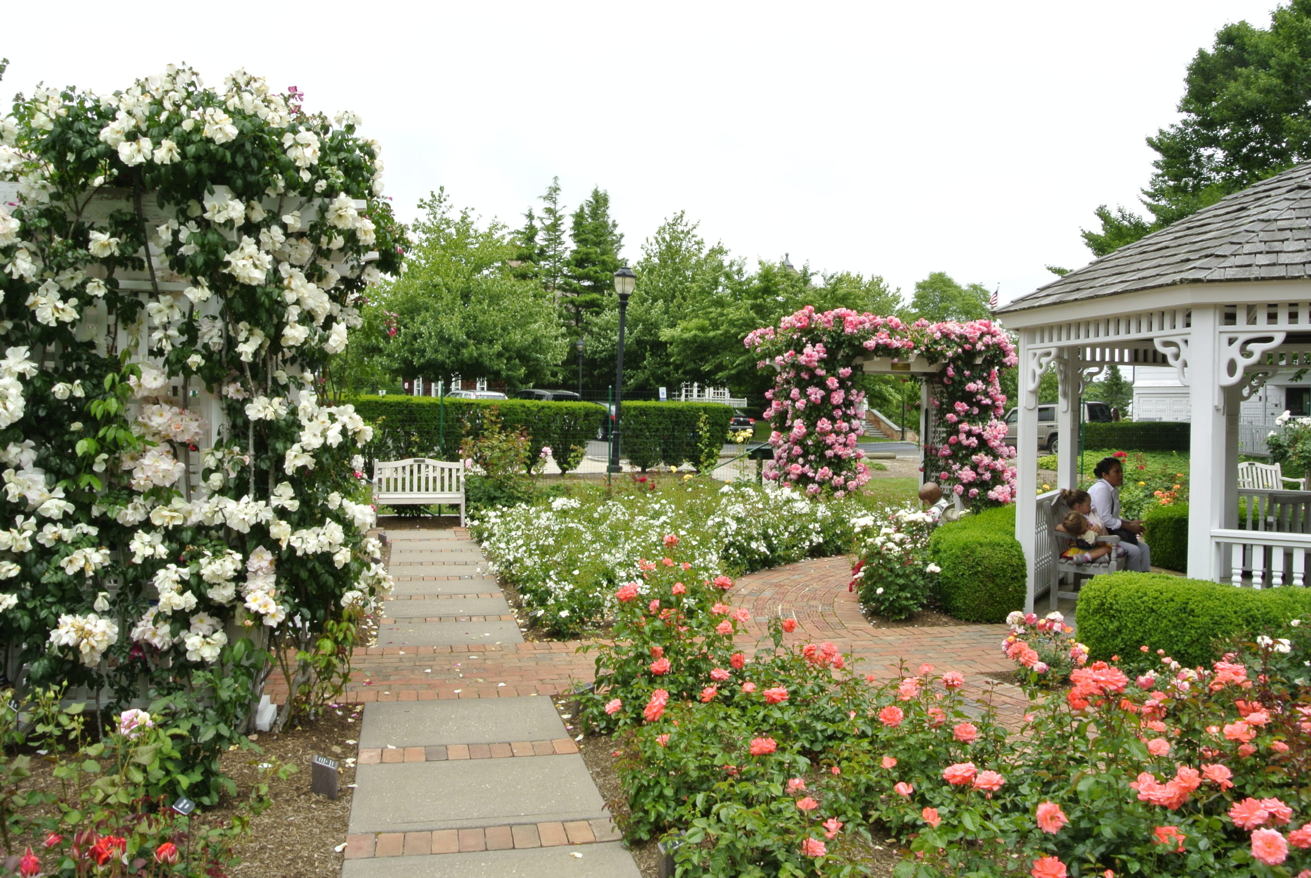 The rose garden at the Rogers Memorial Library.  DANA SHAW