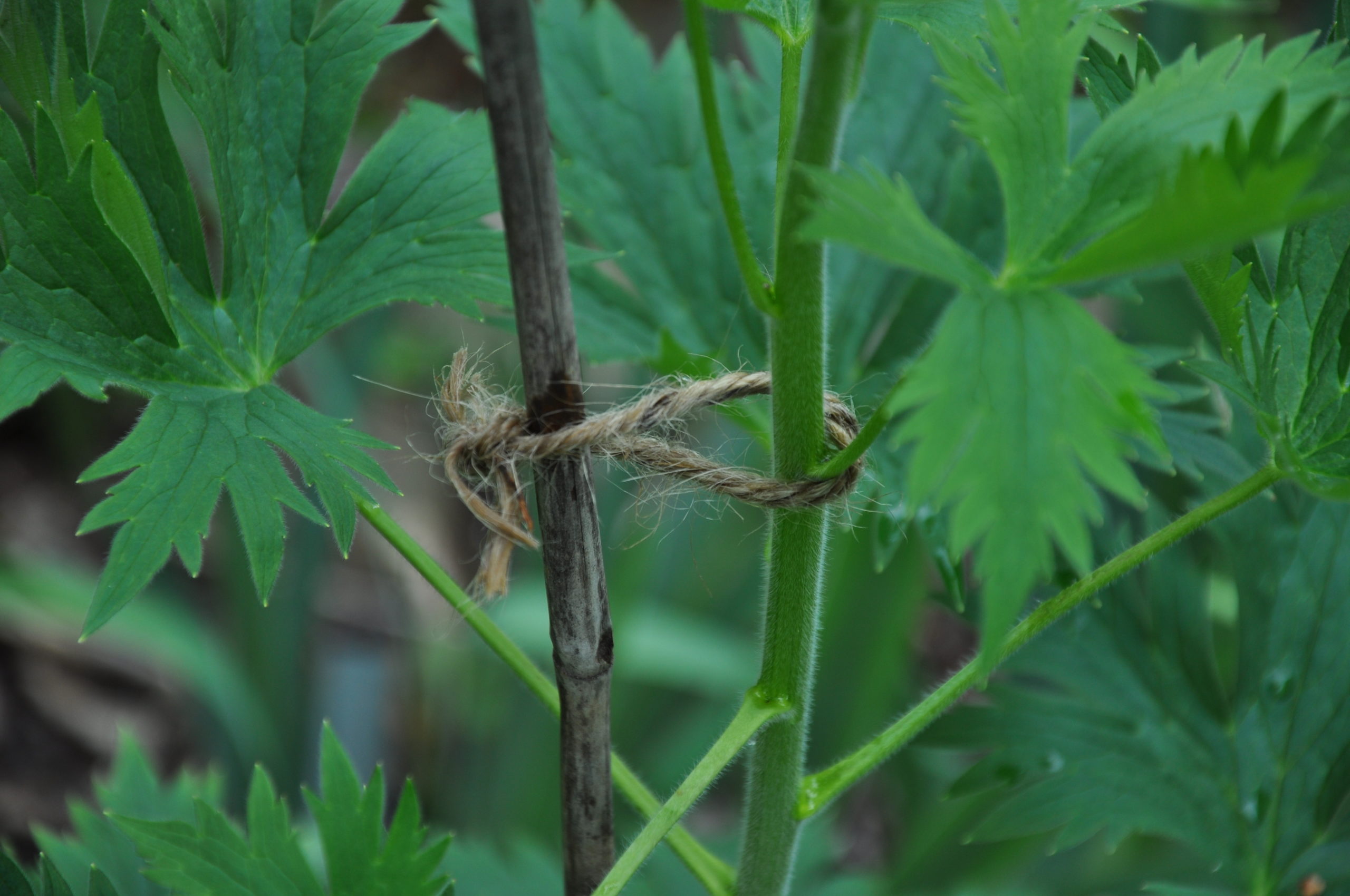 A piece of natural garden twine with a bamboo stake holding up a single stem of a delphinium.  Note that the stem is not tied to the stake. Rather, a figure 8 is used to encircle the stem with the other half encircling the stake. This gives the plant room to move with moderate winds and breezes without snapping.  ANDREW MESSINGER