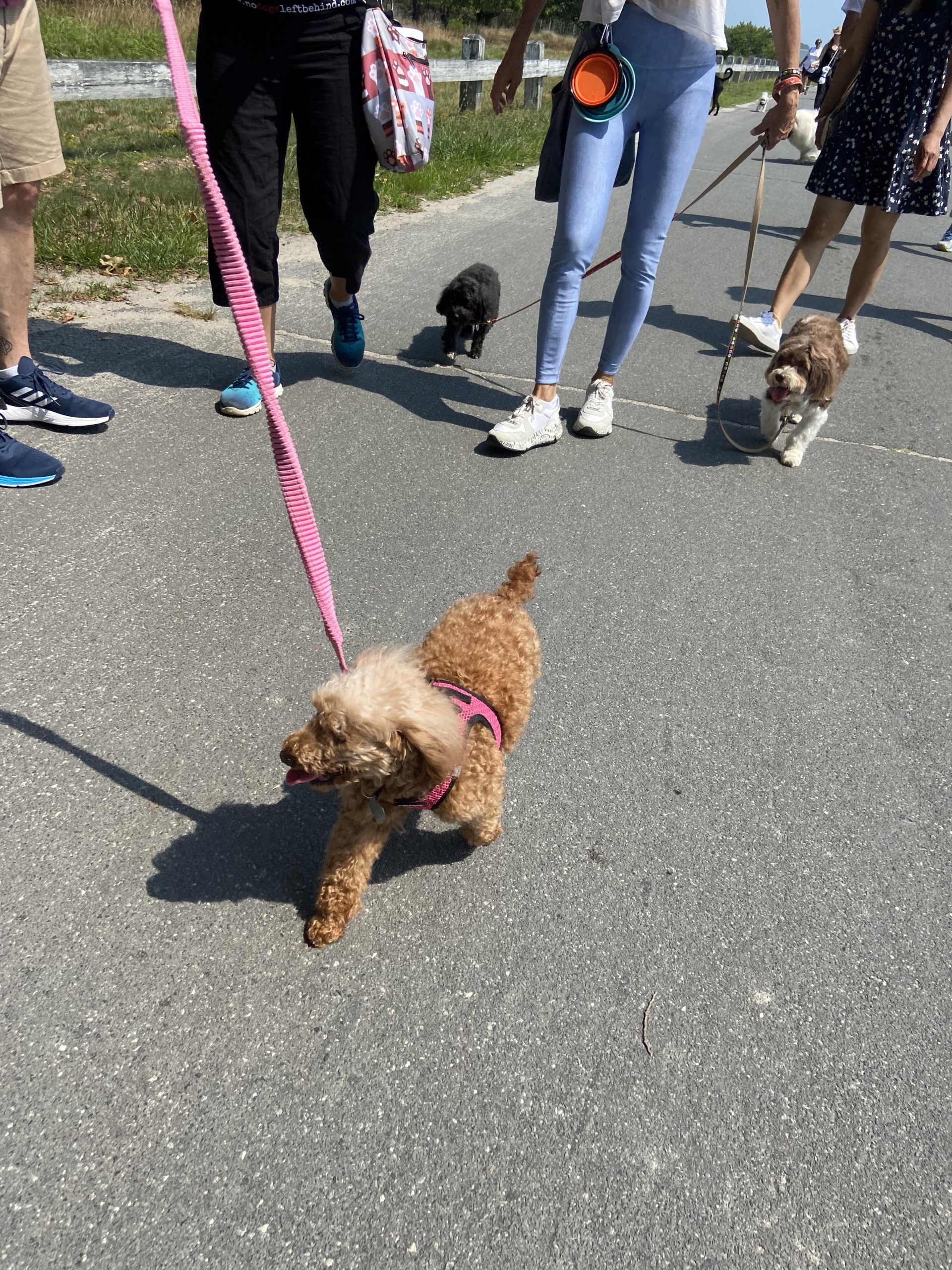 Tulip, who was rescued from China by No Dogs Left Behind, joins the walk