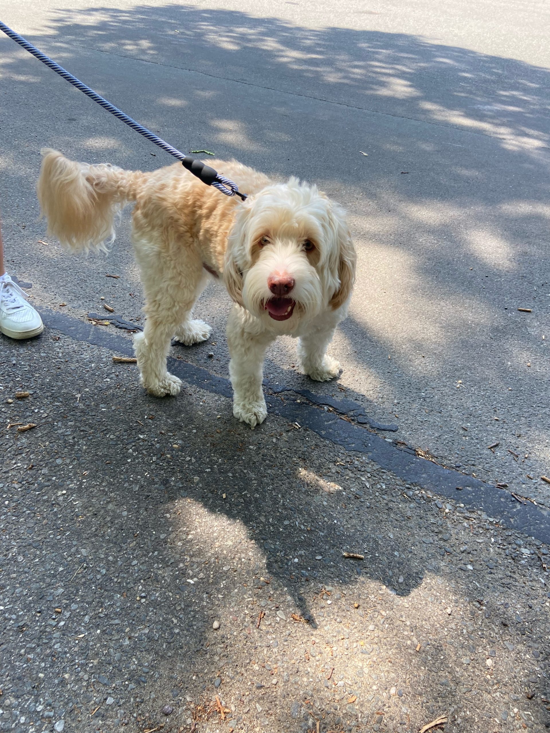 Tanner the Labradoodle attended Saturdays walk-a-thon