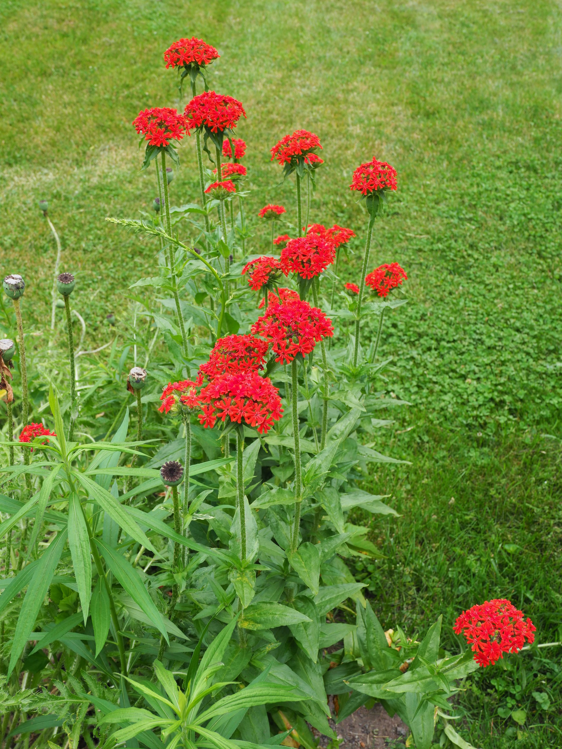 The poppies having faded and left their seed heads atop the flower stems the Lychnis chalcedonica (Maltese cross) begins to fill in and continue the brilliant color display.