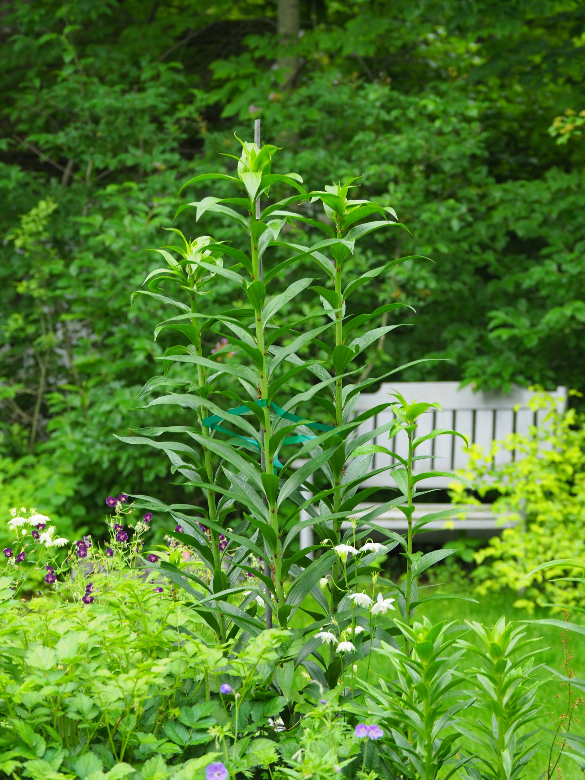 While you may have trouble finding the stake (it’s protruding above the tallest stem) the tying material, quarter-inch vinyl tape, is quite evident midway and is a poor color match. ANDREW MESSINGER