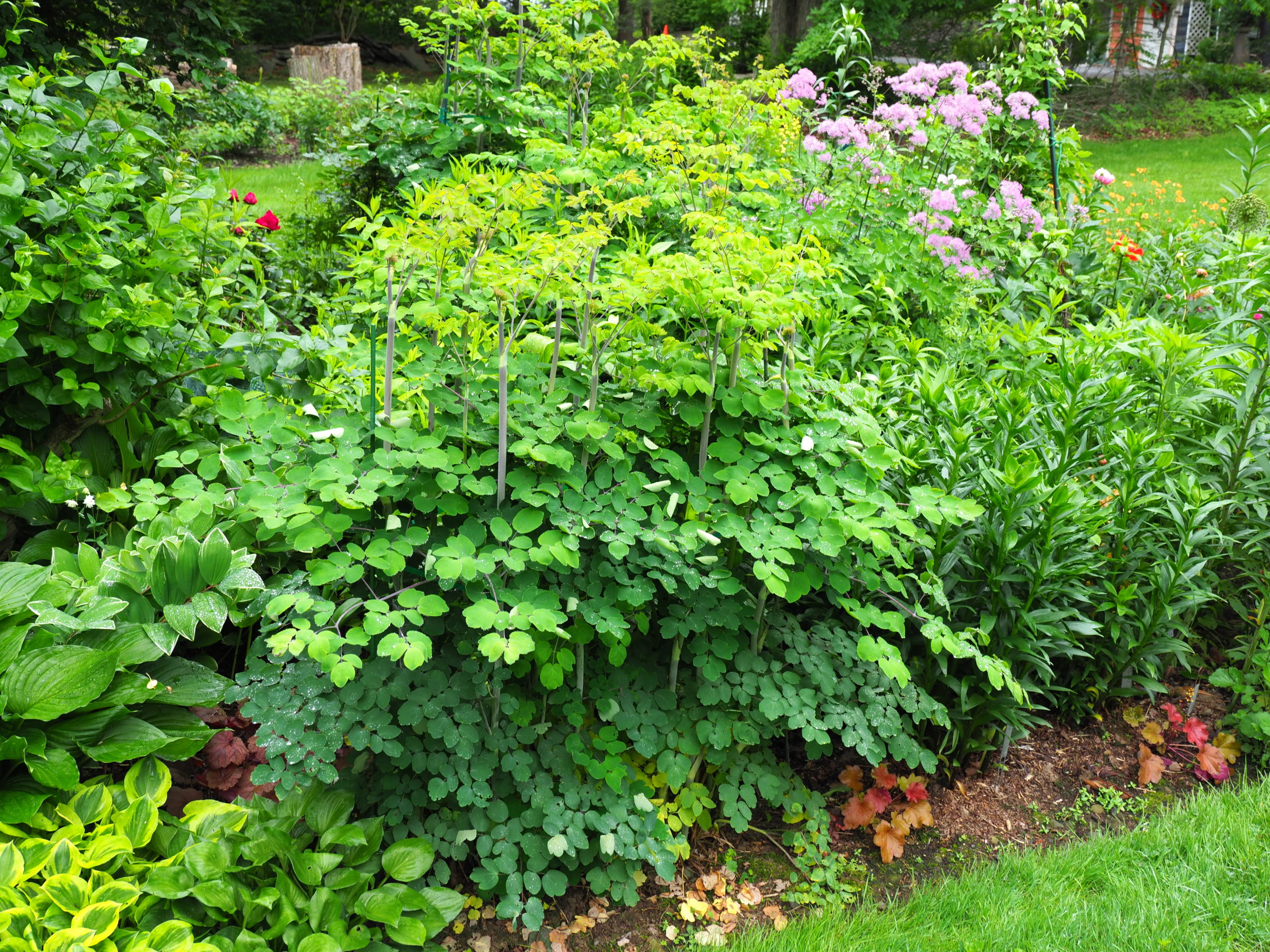 The plants in the front (center) are a variety of thalictrum that will grow to about 6 feet tall.  In the picture, they are only three feet tall but well staked and tied. Look carefully to the right side of the last stem and you’ll see one Takiron stake above the foliage.