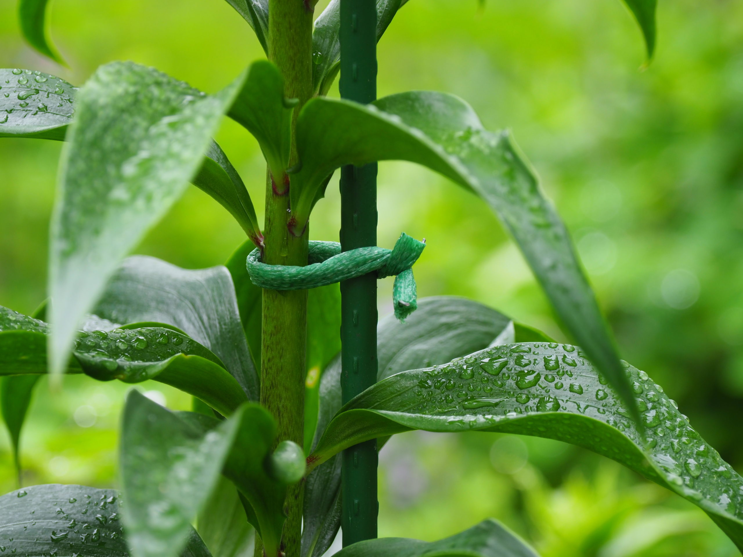 Here a piece of foam-covered wire is used in a figure 8 to bind a lily stem to a Takiron stake. The rigid stake and rigid stem tend to move together with the stake offering an extra measure of wind resistance