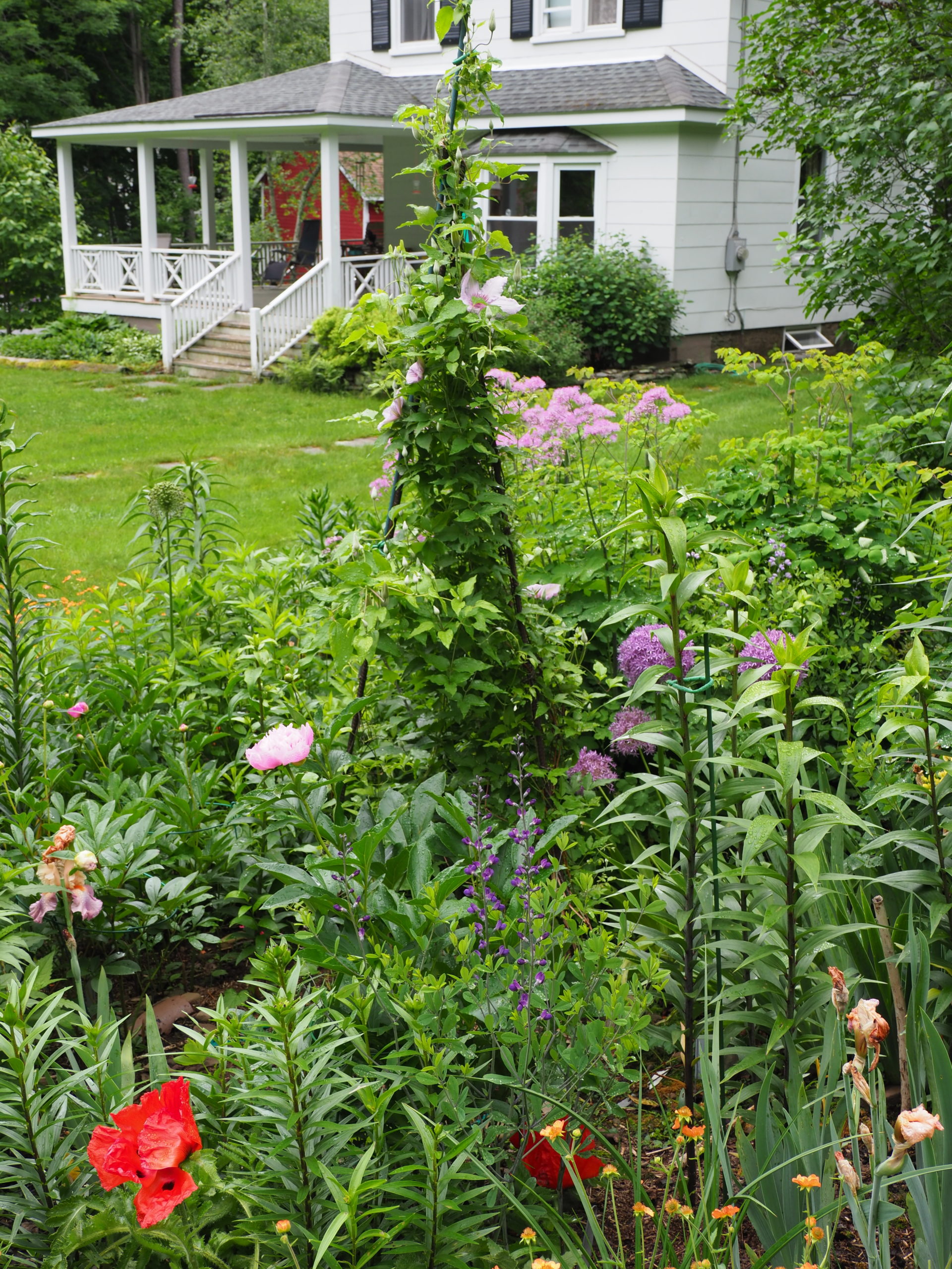 A number of plants in this picture are staked. Can you find the stakes and ties? The clematis in the center are growing up three pieces of rebar with ties coaxing the vines up the poles.