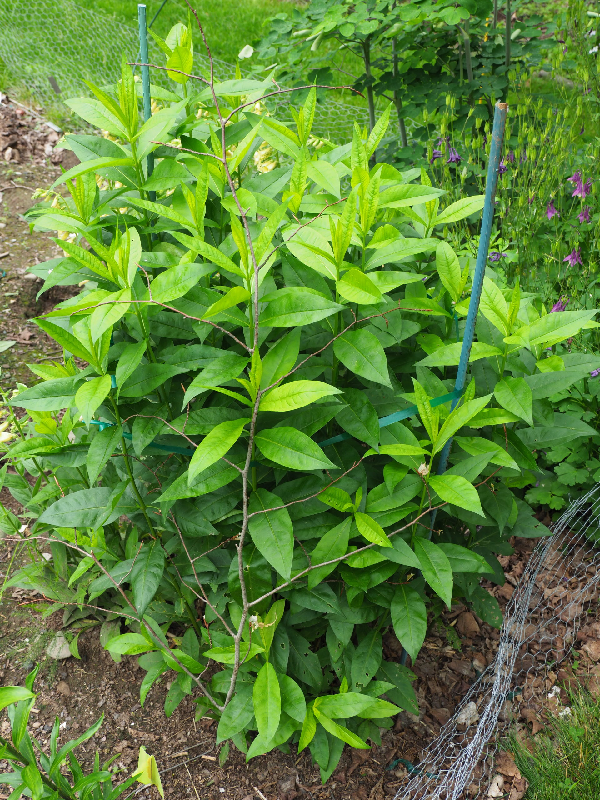 This tall garden Phlox (Phlox paniculata) needs staking or it can be damaged by wind when the flowers make the stems very heavy. Staking in this garden is practical, not for aesthetics. But look at the front of the plant and you’ll see how the fanned branching of a Beech stem can be very handy. Branches and stems can be woven among the Beech stems making the Beech virtually invisible.